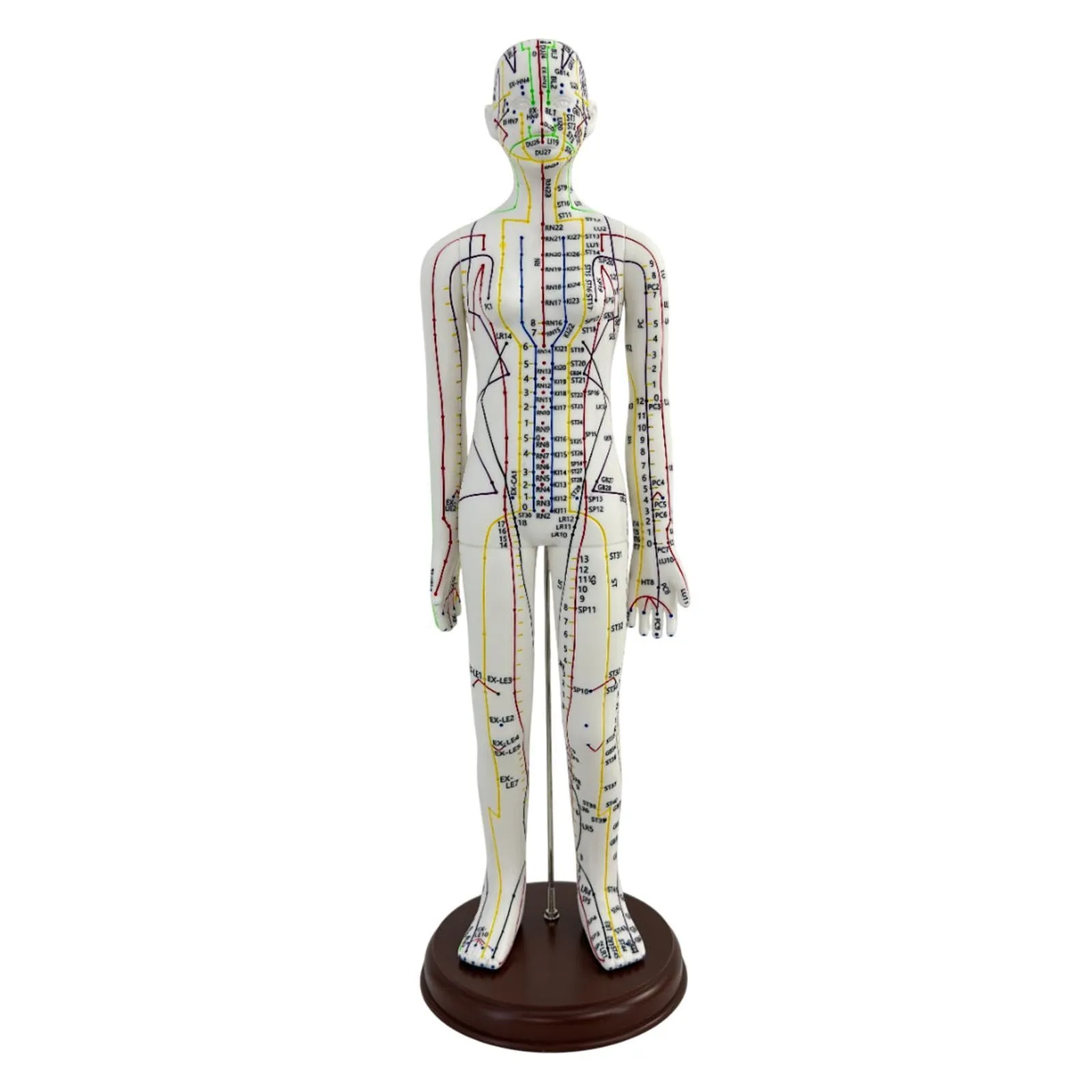 Amagogo Modello di Agopuntura Corpo Umano Femmina, 54cm, PVC con Punti Inglesi - immagine 6