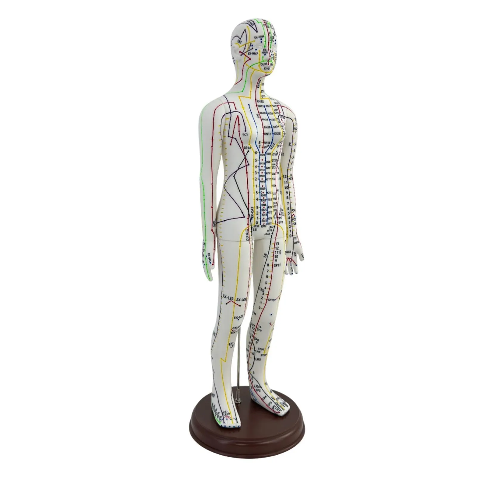 Amagogo Modello di Agopuntura Corpo Umano Femmina, 54cm, PVC con Punti Inglesi - immagine 7