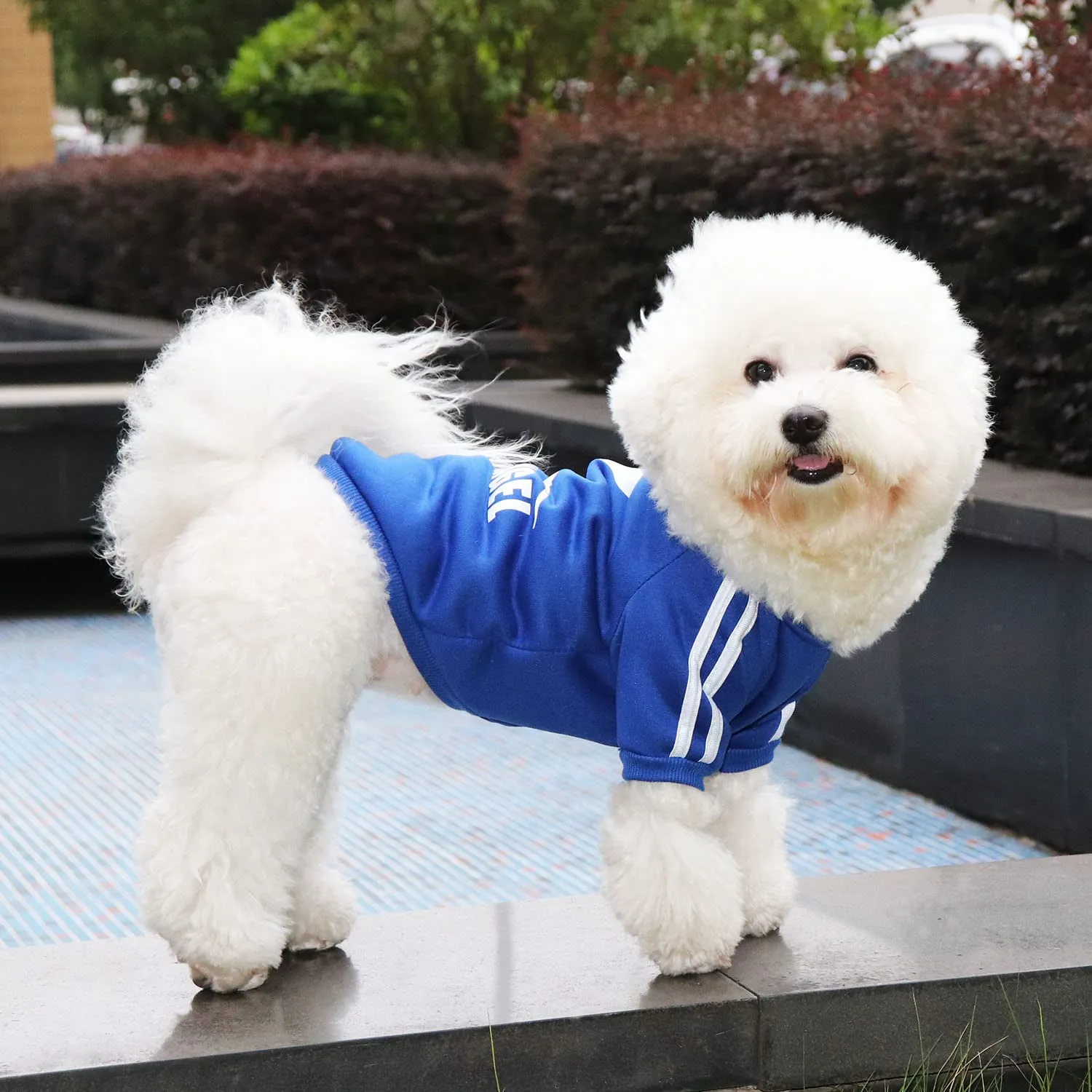 QiCheng&LYS Felpa per Cani Piccola Taglia, Blu navy, L - immagine 4