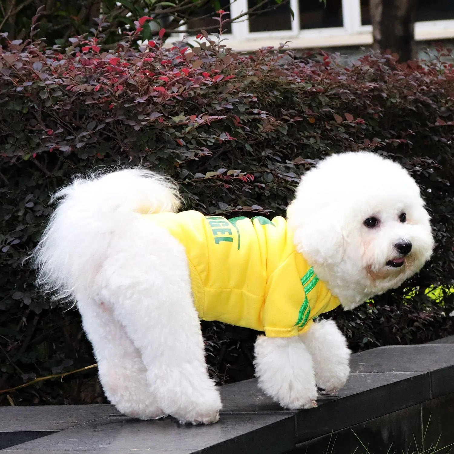 QiCheng&LYS Felpa per Cani Piccola Taglia, Giallo, S - immagine 4