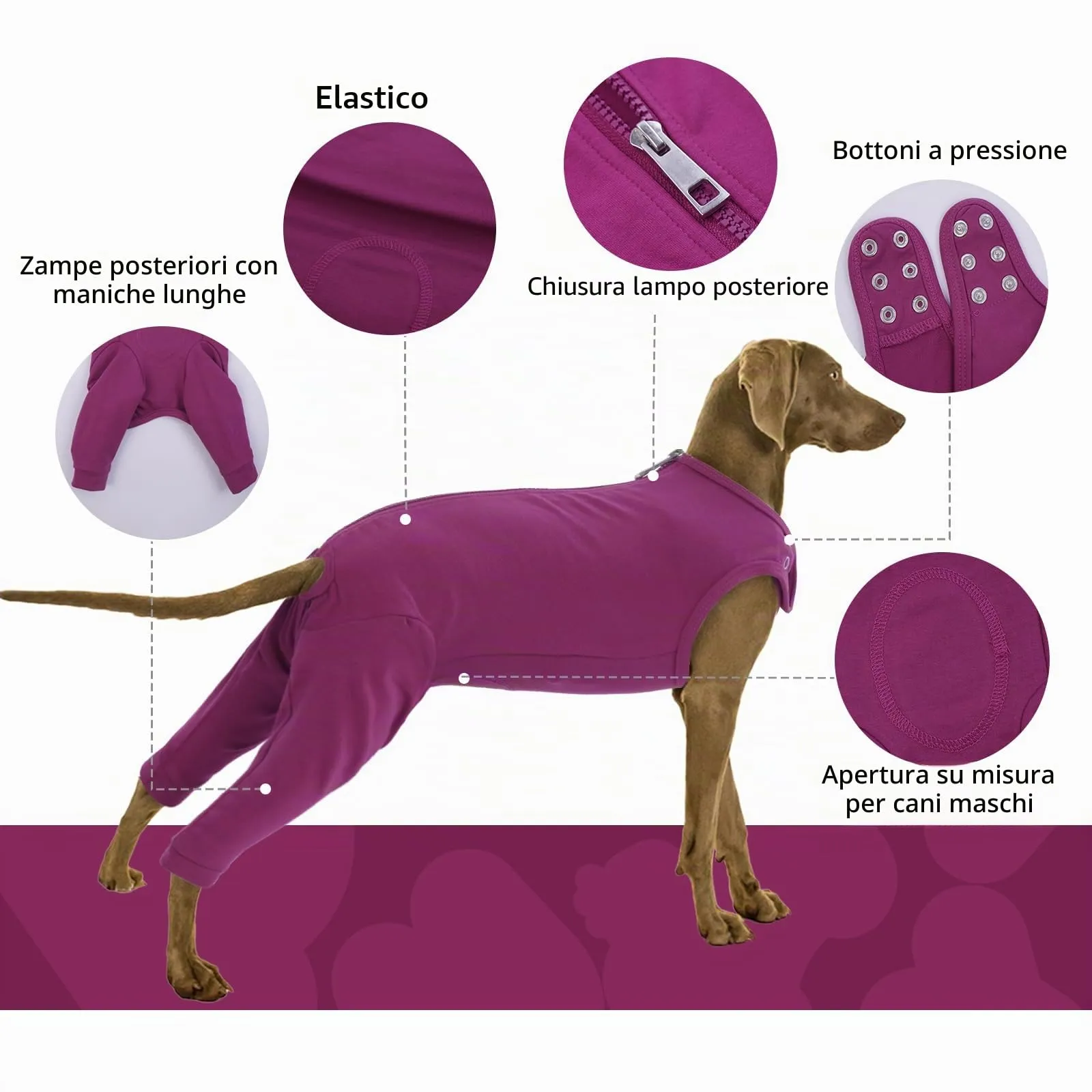 PUMYPOREITY Tuta Post Operatoria per Cani, Body Chirurgico Femmina Tutore Zampe Posteriori (Viola-Rosso, L) - immagine 4
