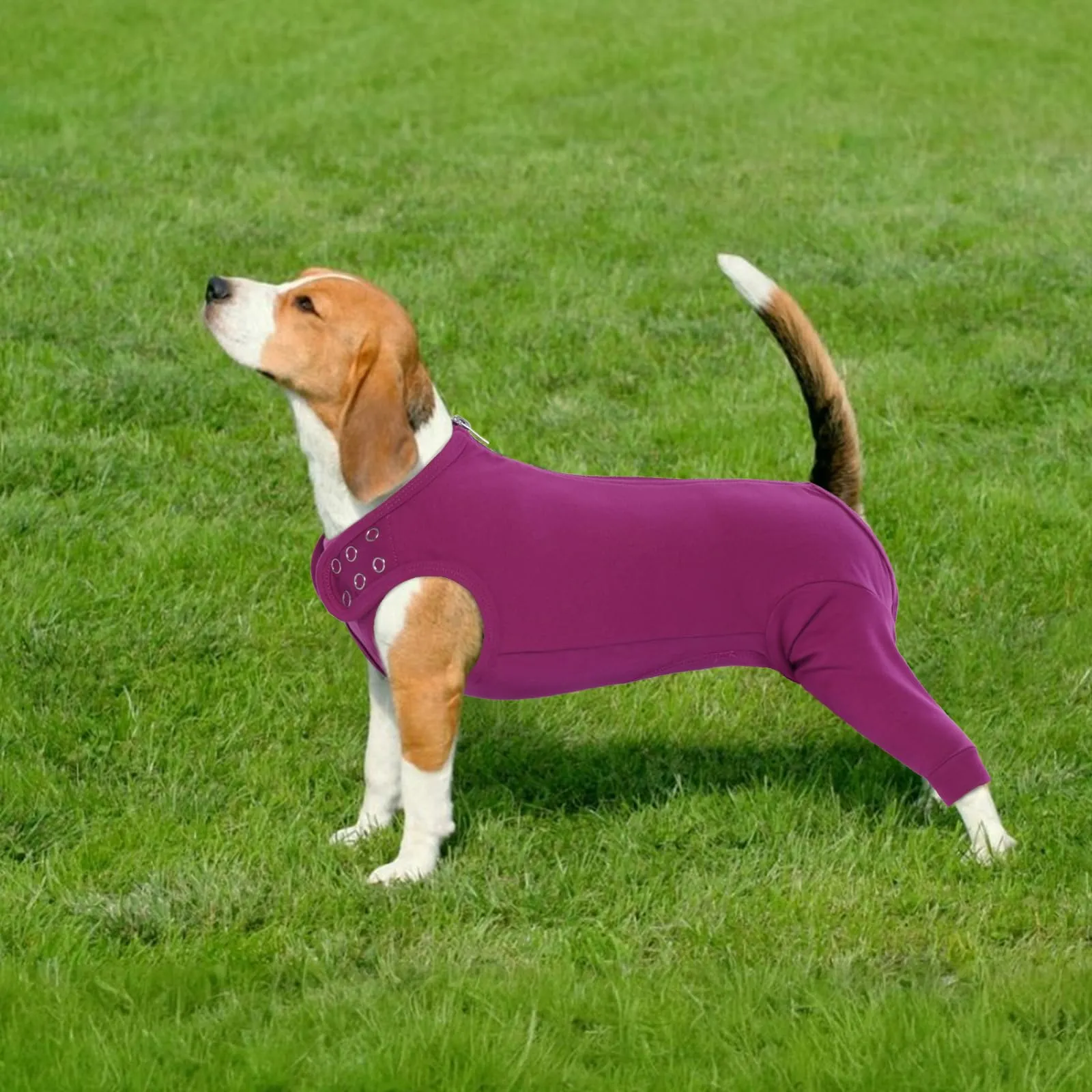 PUMYPOREITY Tuta Post Operatoria per Cani, Body Chirurgico Femmina Tutore Zampe Posteriori (Viola-Rosso, L) - immagine 7