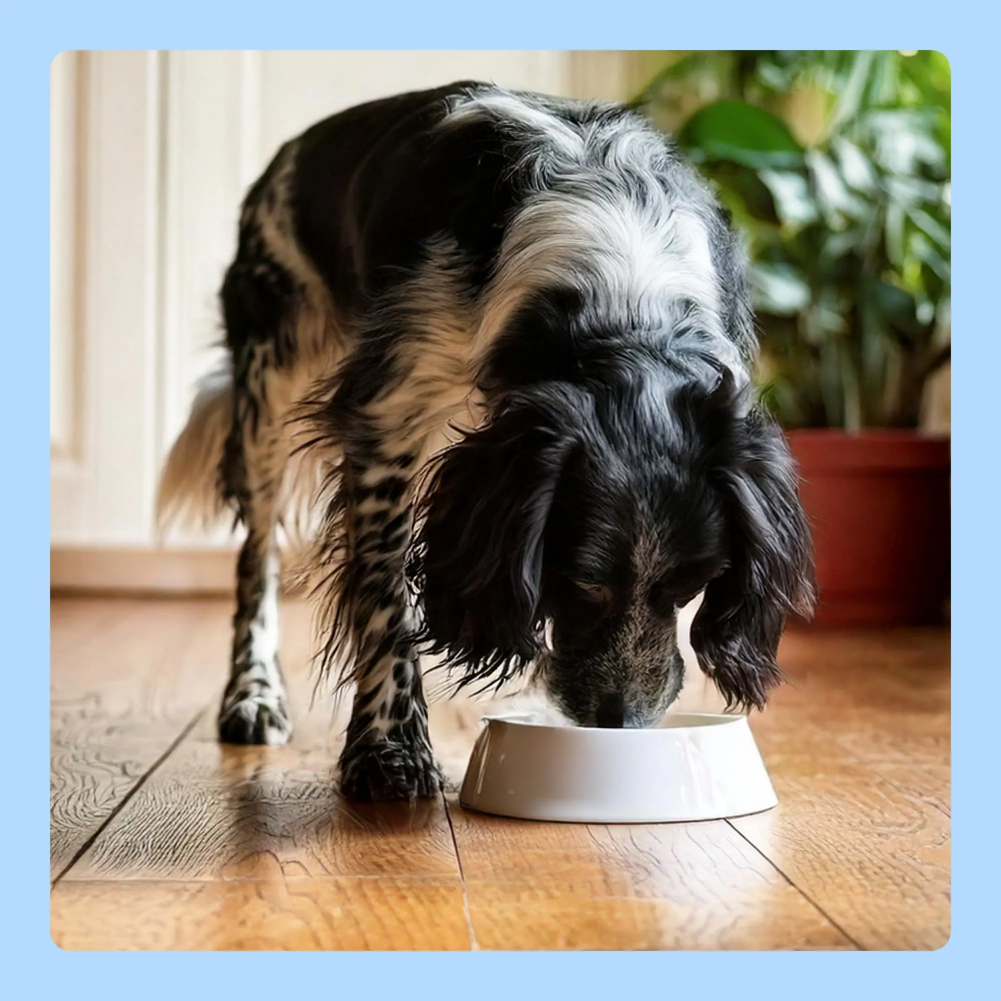 by Amazon Cibo Umido per Cani Paté di Selvaggina, 300g, Confezione da 10 - immagine 7