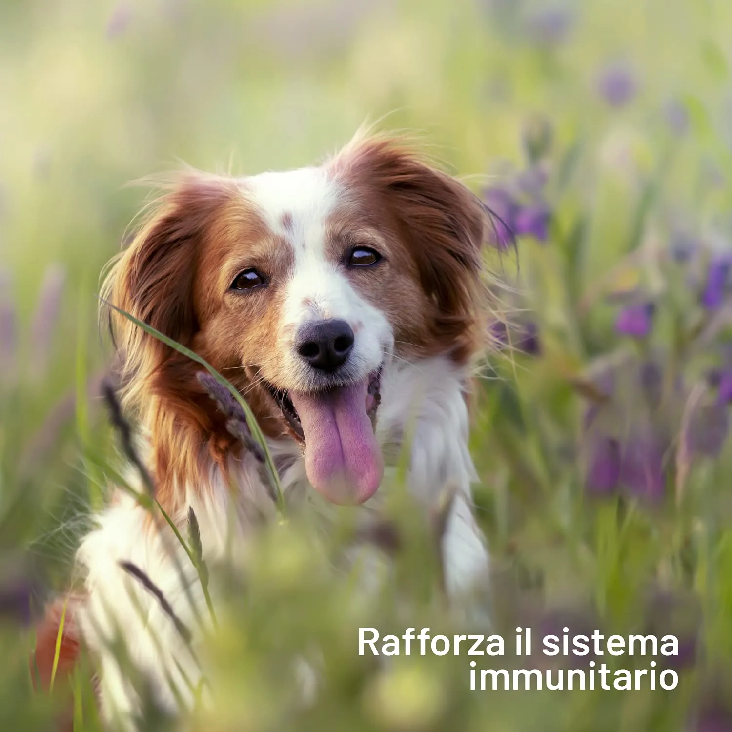 O³ Olio di Salmone Norvegese per Cani e Gatti, Omega 3+6+9 e Vitamina E, 1L - immagine 2