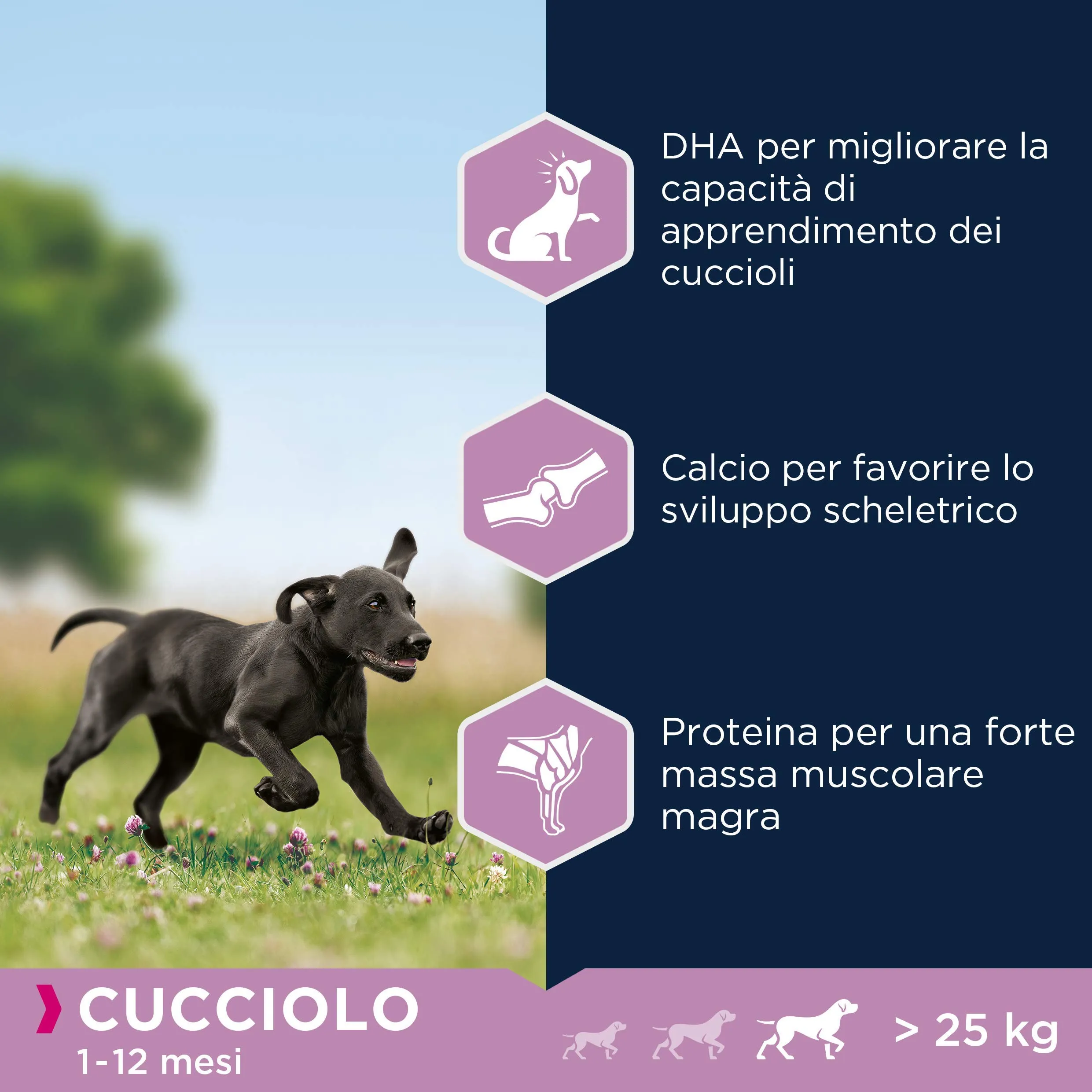 Eukanuba Cibo per cuccioli con pollo fresco per razze di taglia grande, 15 kg - immagine 5