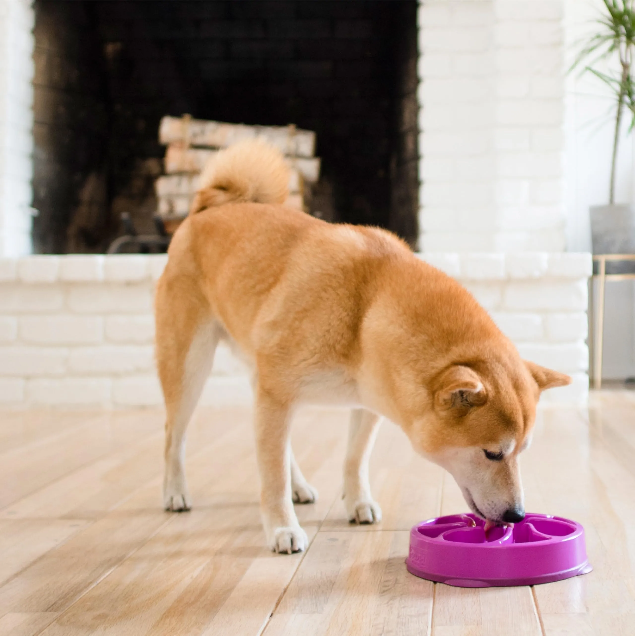 Outward Hound Fun Feeder Slo-Bowl Ciotola Anti-ingozzamento per Cani, Medio, Viola - immagine 6