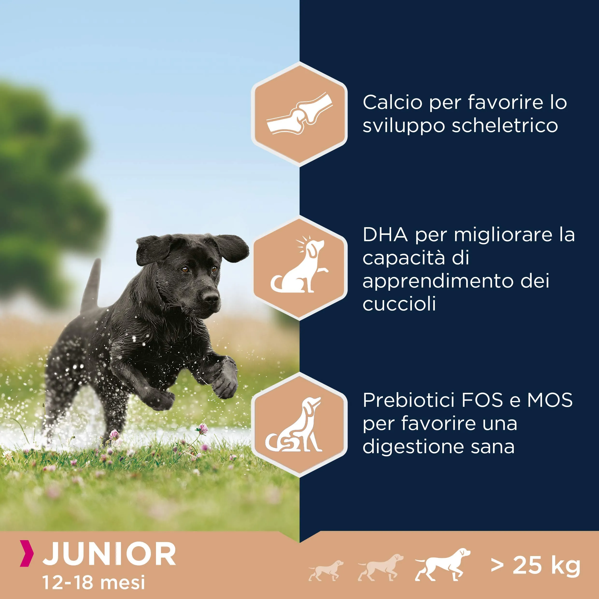 Eukanuba Cibo per cani razze taglia grande giovani, pollo fresco, 15 kg - immagine 5