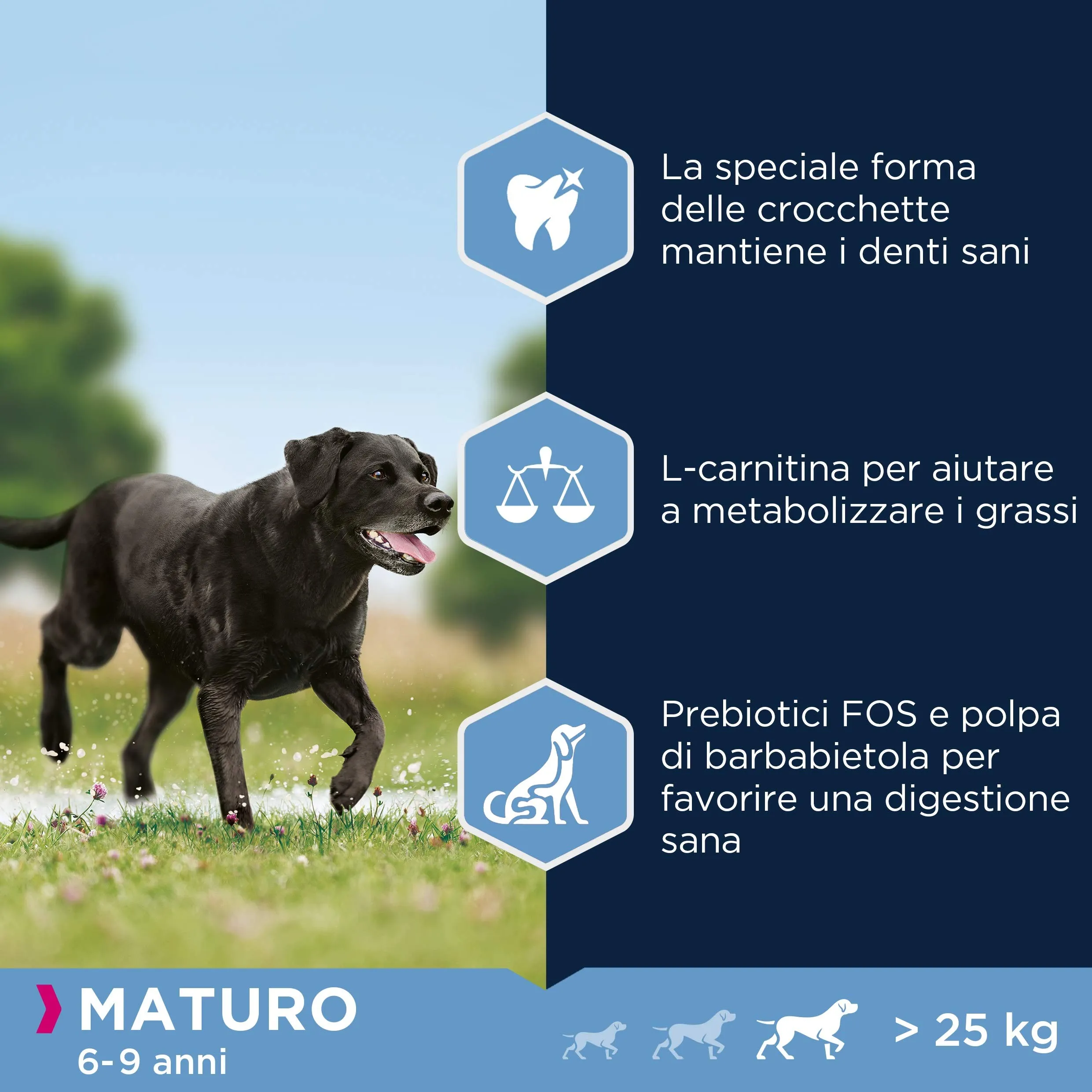 Eukanuba Cibo per cani con pollo fresco per razze di taglia grande mature, 15 kg - immagine 5