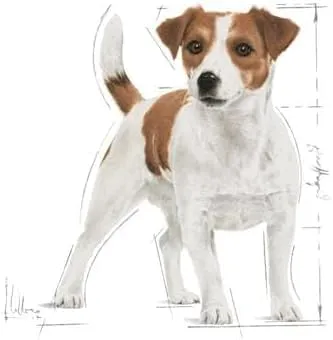 Royal Canin Mini Adult Alimento secco per cani adulti di piccola taglia, 800 g - immagine 5