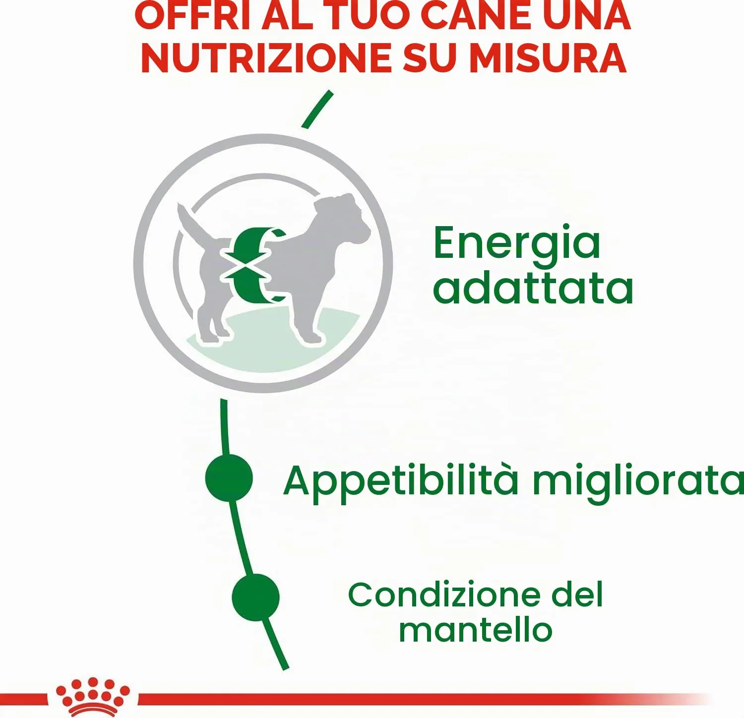 Royal Canin Mini Adult Alimento secco per cani adulti di piccola taglia, 800 g - immagine 8