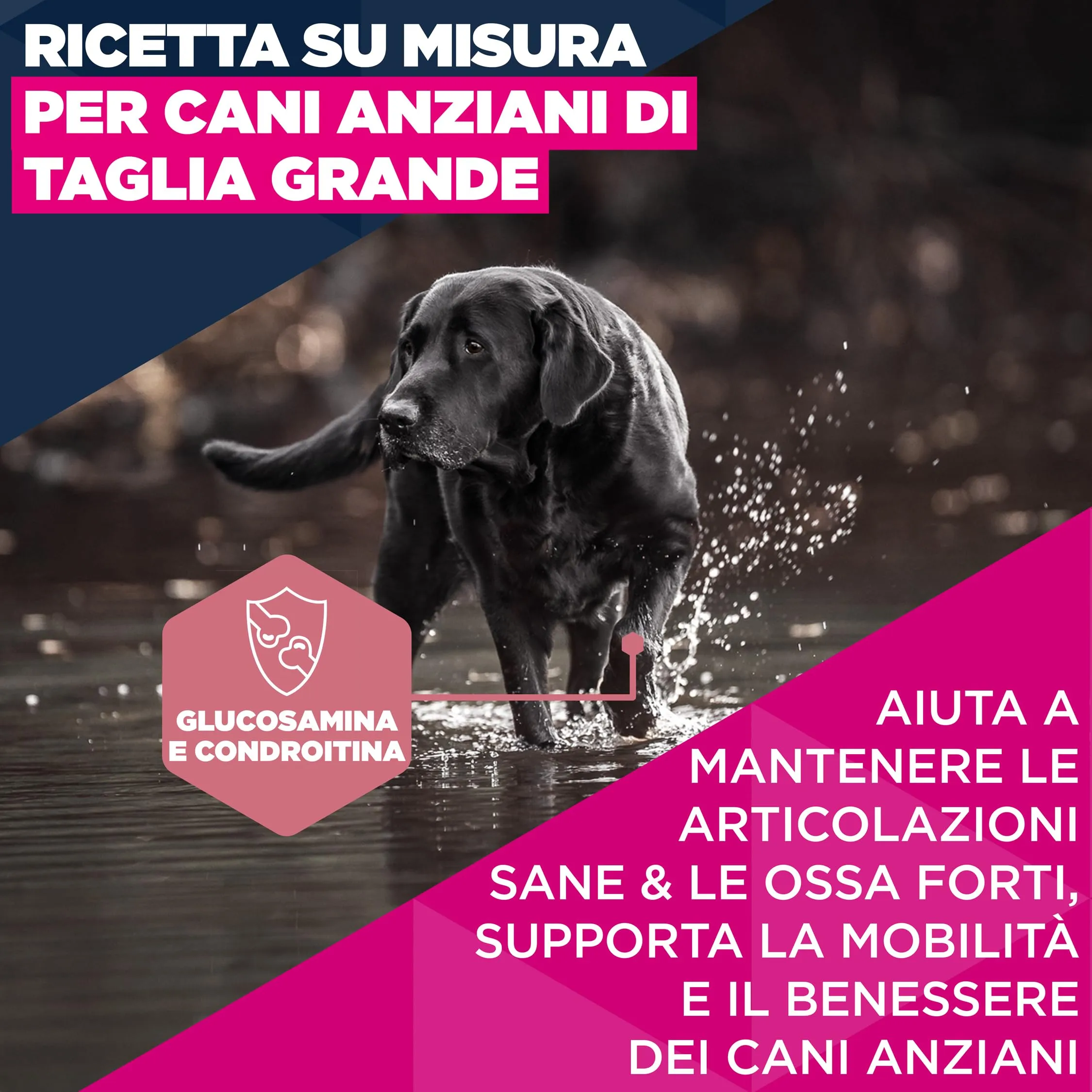 Eukanuba Crocchette per cani anziani taglia grande con pollo fresco, 3 kg - immagine 3