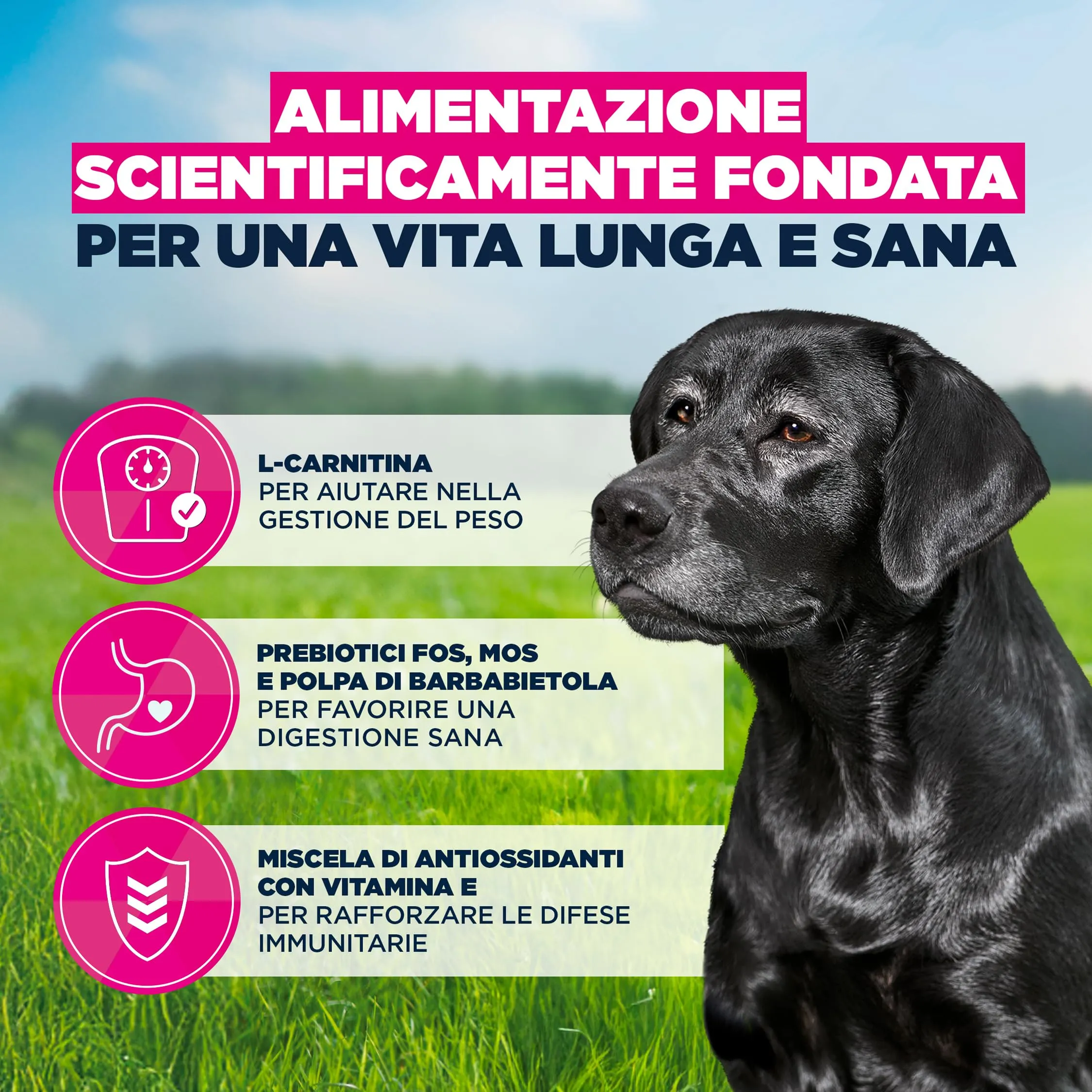 Eukanuba Crocchette per cani anziani taglia grande con pollo fresco, 3 kg - immagine 5