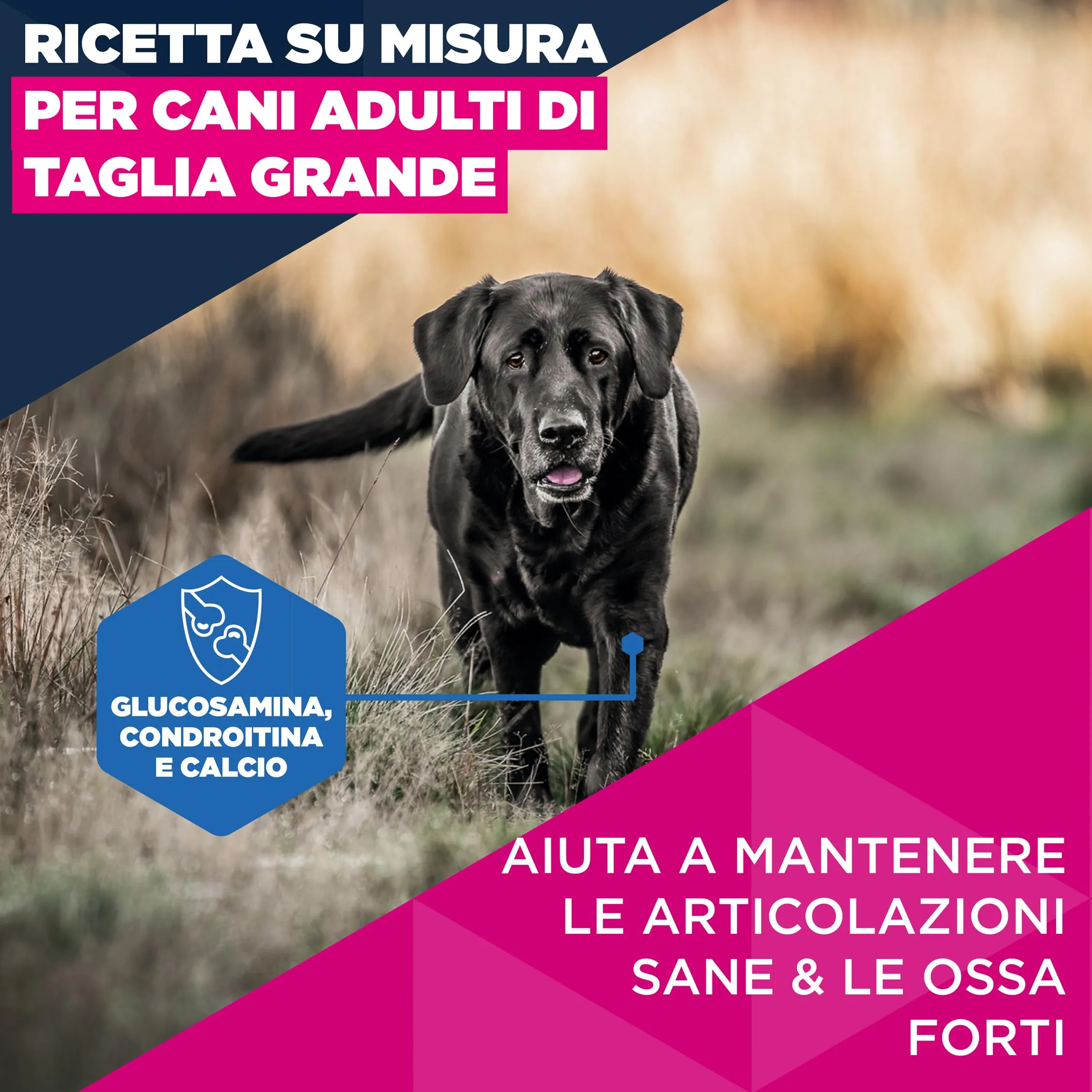 Eukanuba Crocchette per cani maturi taglia grande con pollo fresco, 15 kg - immagine 3