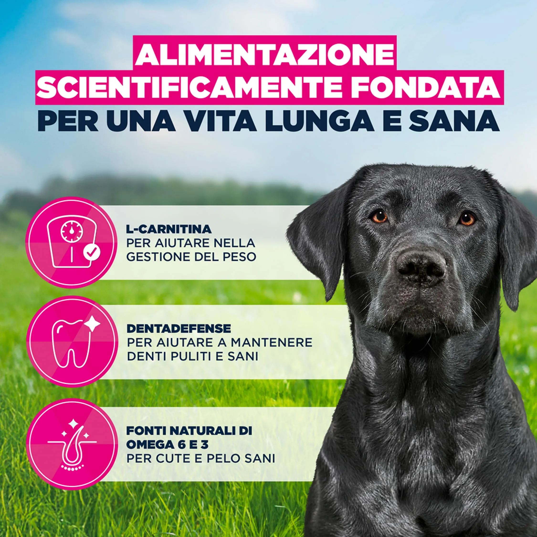 Eukanuba Crocchette per cani maturi taglia grande con pollo fresco, 15 kg - immagine 5