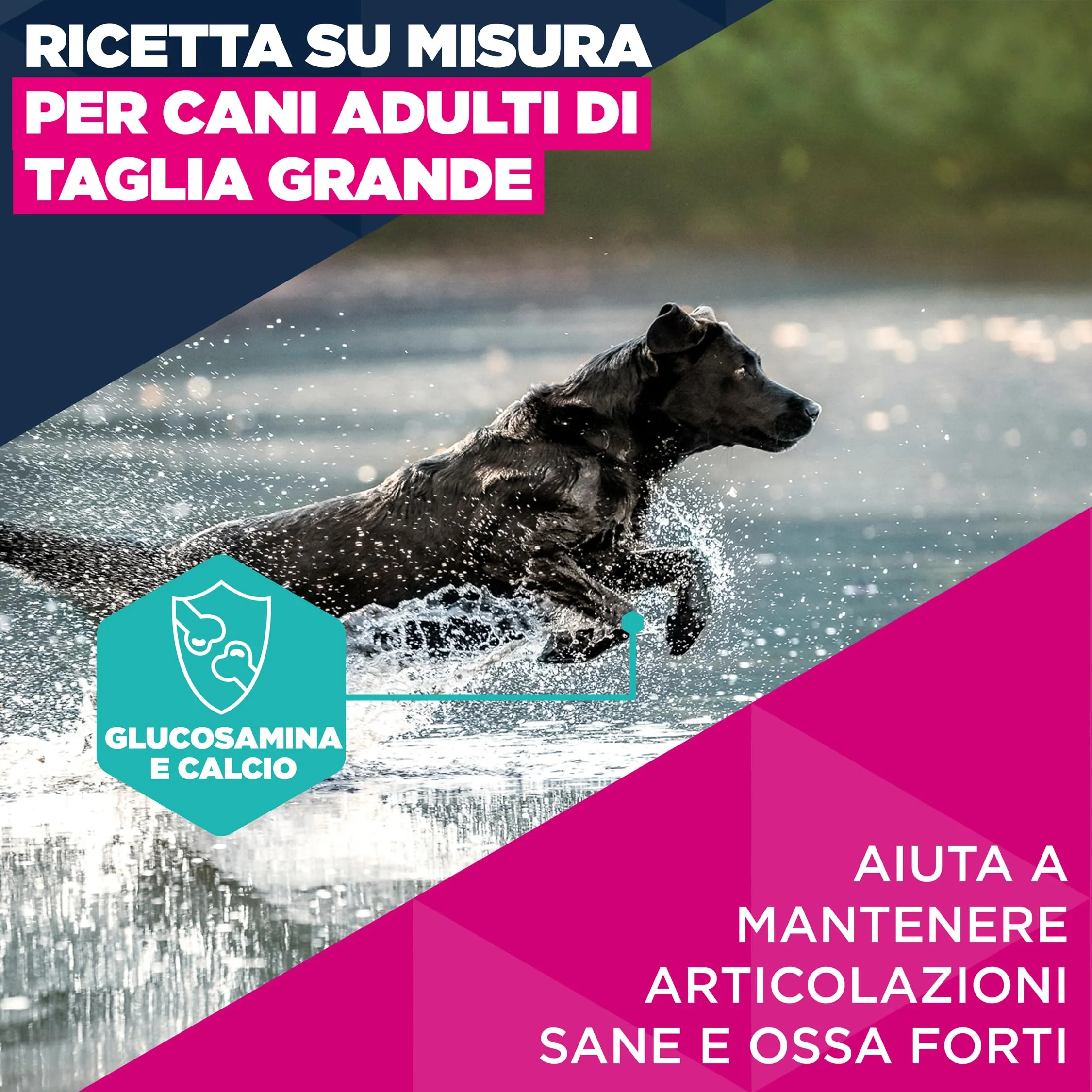Eukanuba Crocchette per cani adulti taglia grande con pollo fresco, 3 kg - immagine 3