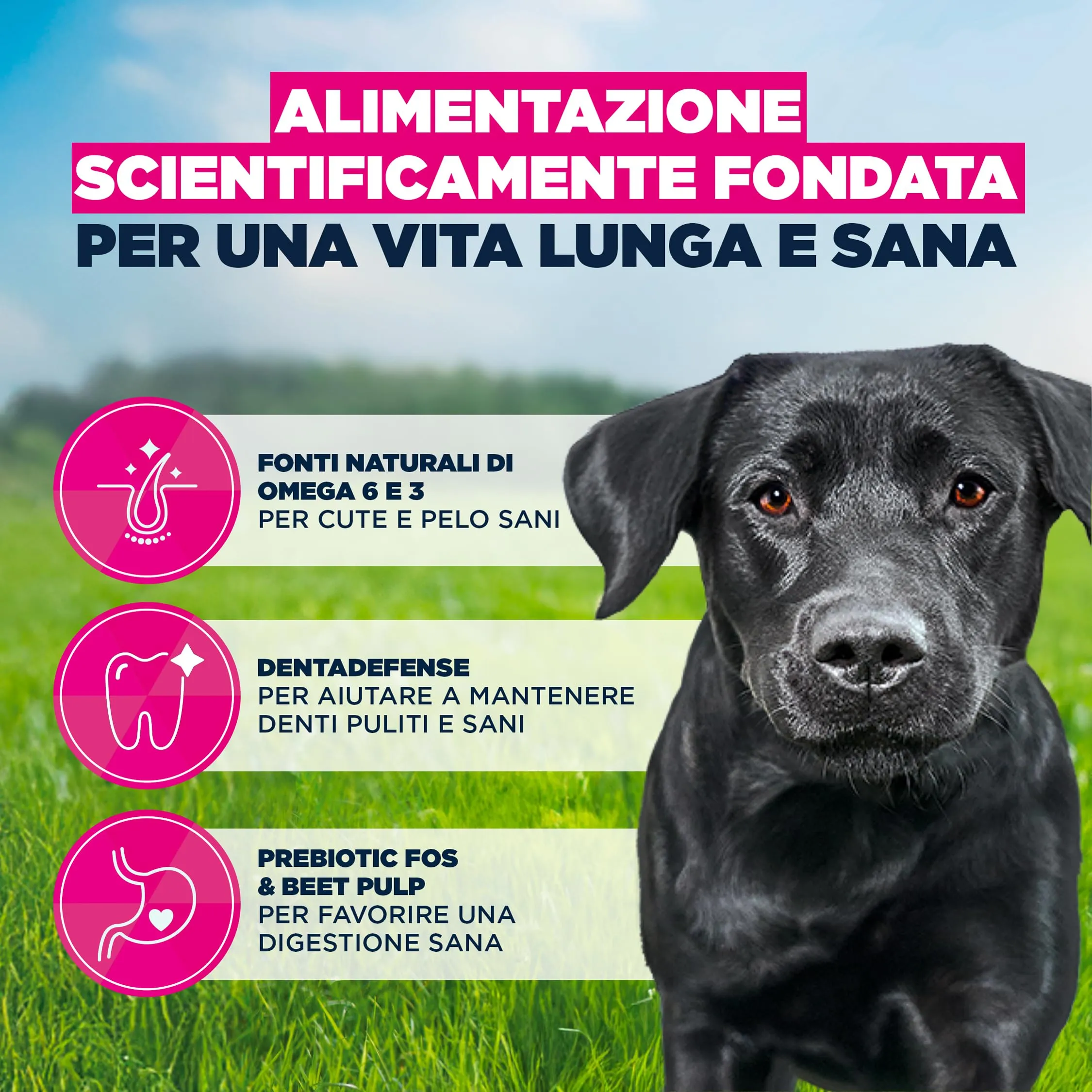 Eukanuba Crocchette per cani adulti taglia grande con pollo fresco, 3 kg - immagine 5