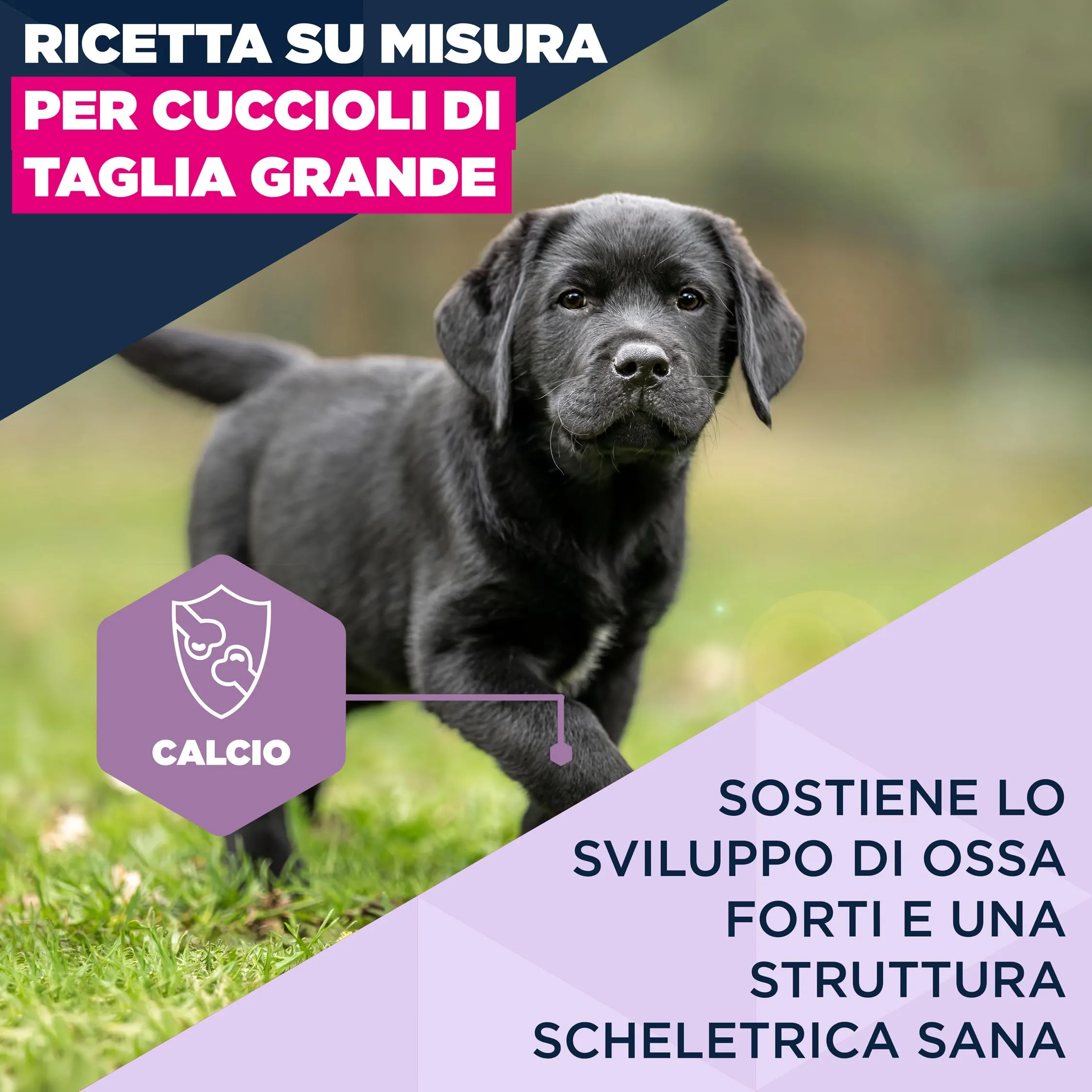 Eukanuba Crocchette per cuccioli taglia grande con pollo fresco, 3 kg - immagine 3