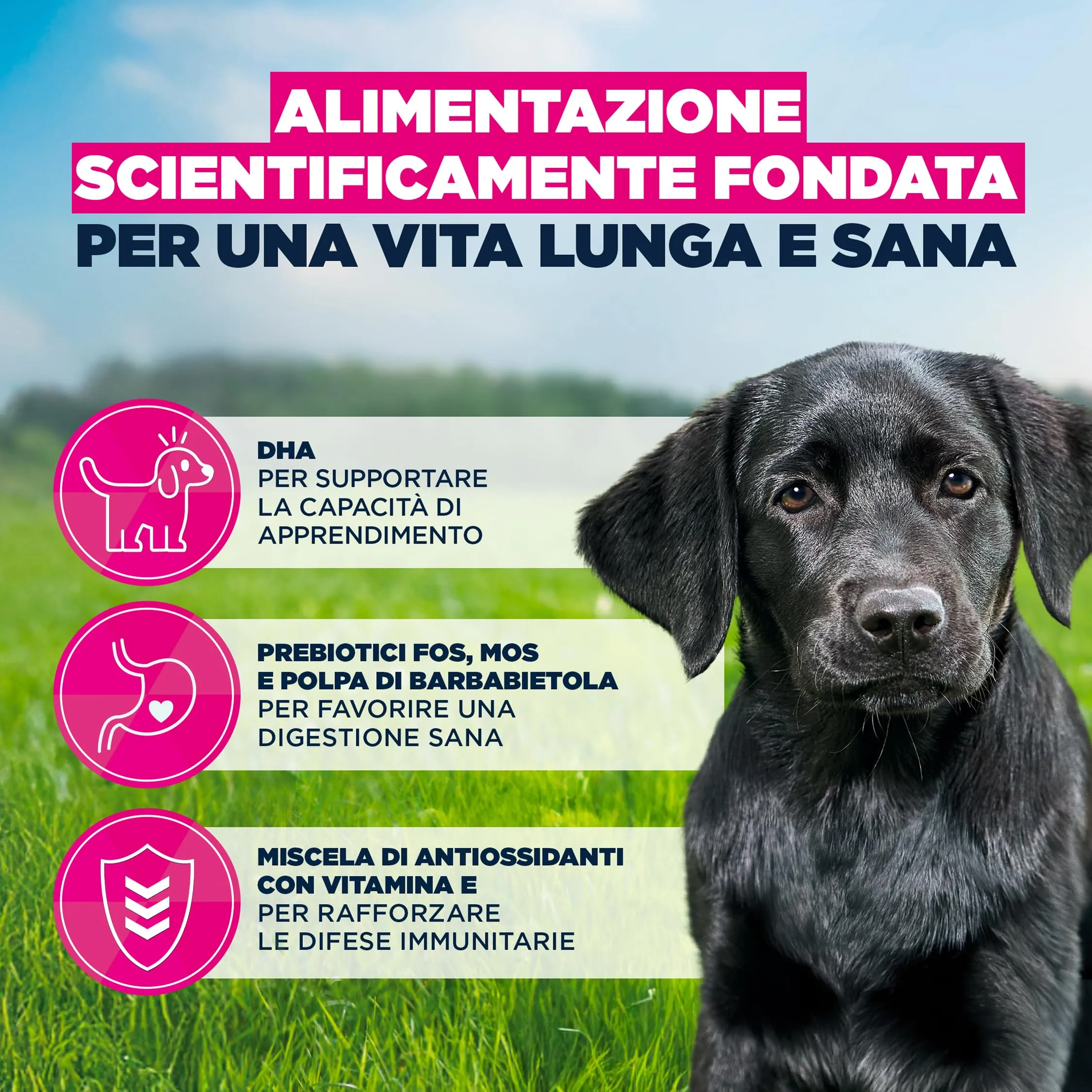 Eukanuba Crocchette per cuccioli taglia grande con pollo fresco, 3 kg - immagine 5