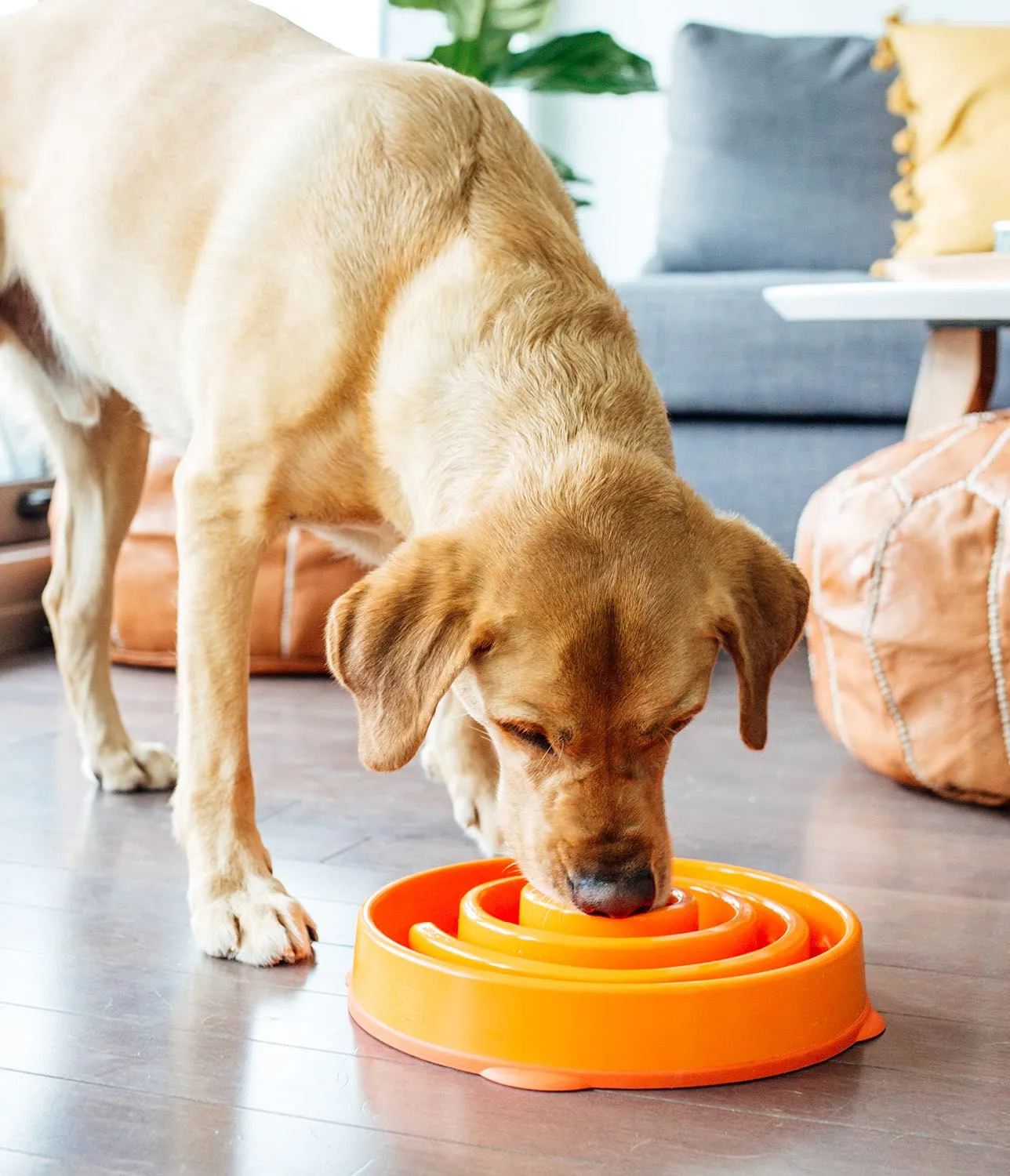 Outward Hound Fun Feeder Slo-Bowl Ciotola Anti-ingozzamento per Cani, Grande, Arancione - immagine 6