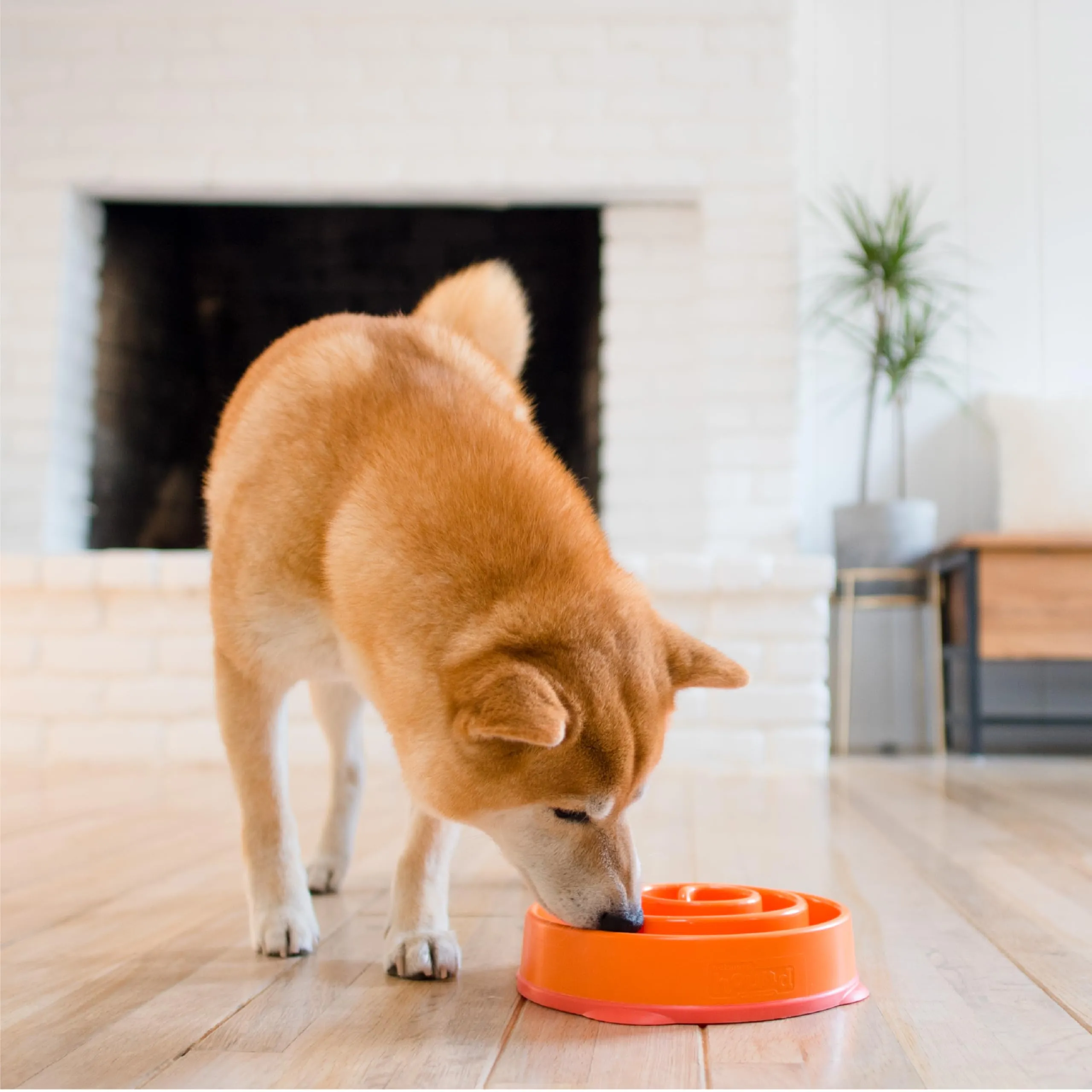 Outward Hound Fun Feeder Slo-Bowl Ciotola Anti-ingozzamento per Cani - Medio - Arancione - immagine 6