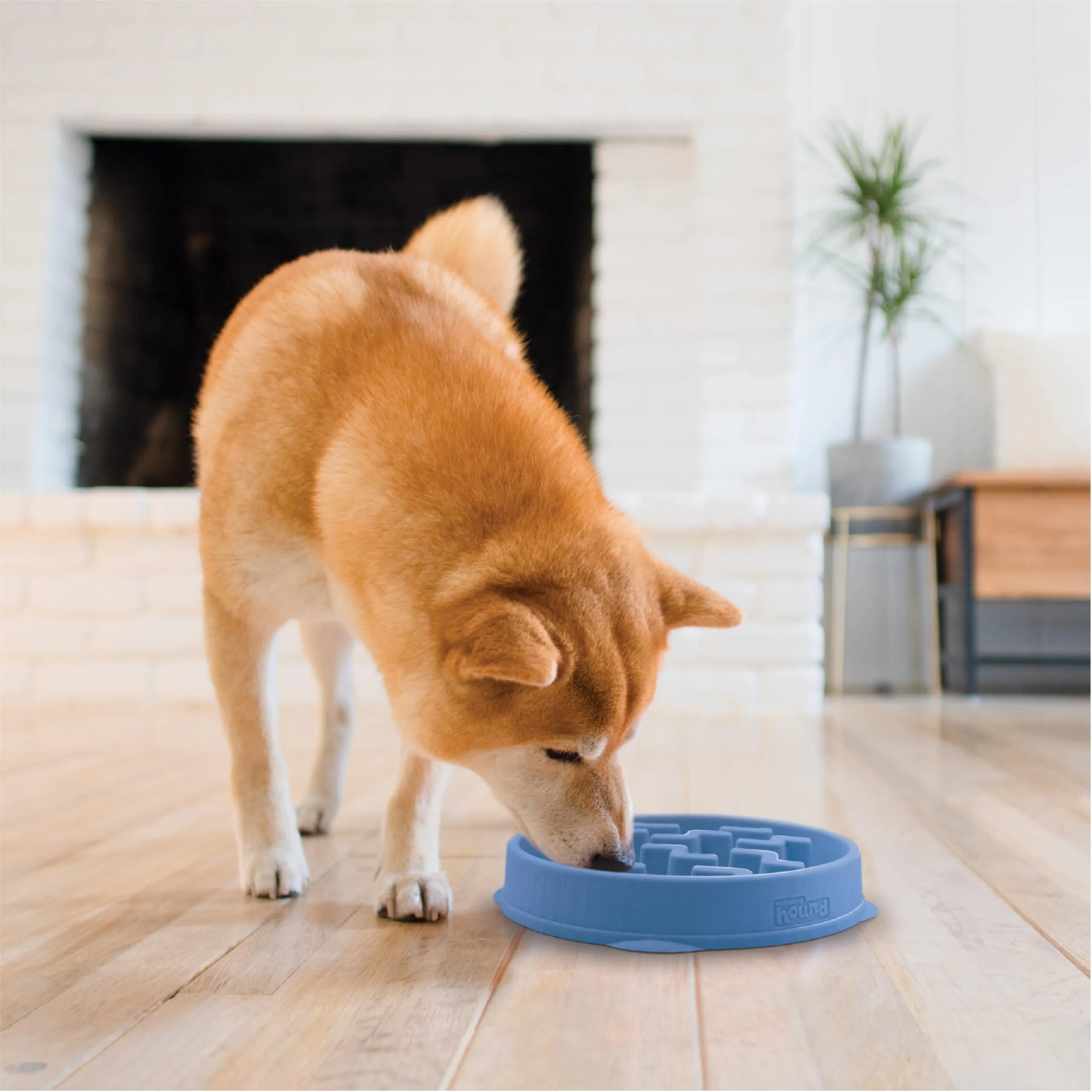 Outward Hound Fun Feeder Slo-Bowl Ciotola Anti-Ingozzamento per Cani, Medio, Blu - immagine 6
