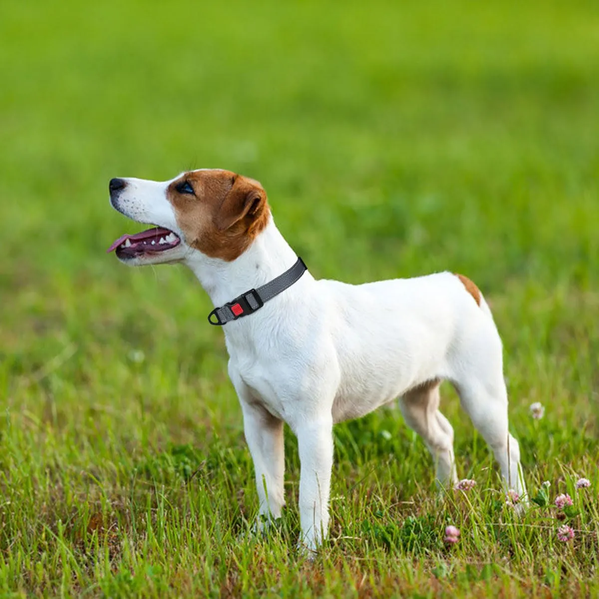 Taglory Collare per Cani in Nylon Imbottito, Regolabile, Riflettente, Taglia Piccola, Grigio - immagine 2