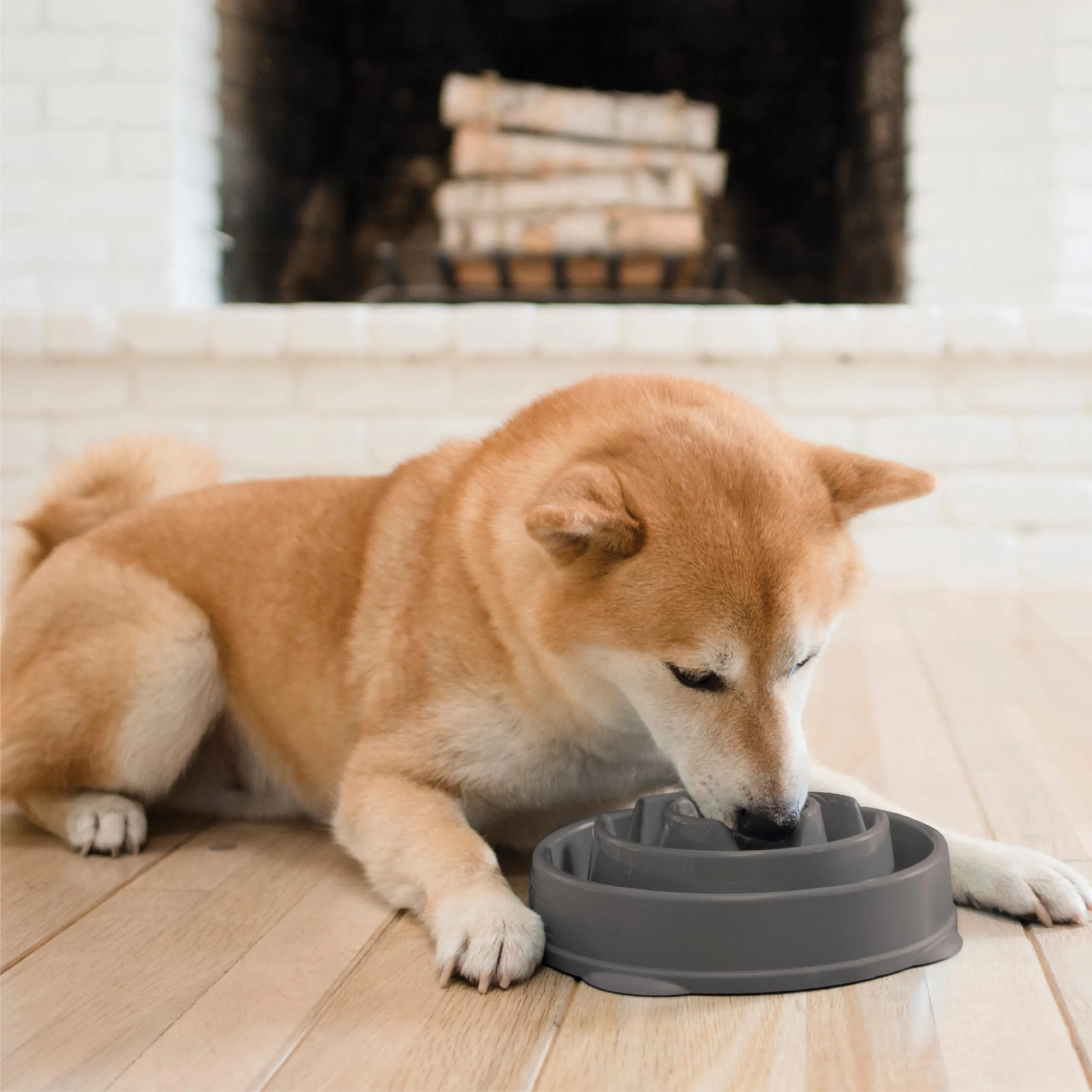 Outward Hound Fun Feeder Slo-Bowl Ciotola anti-ingozzamento per cani, medio, grigio - immagine 6
