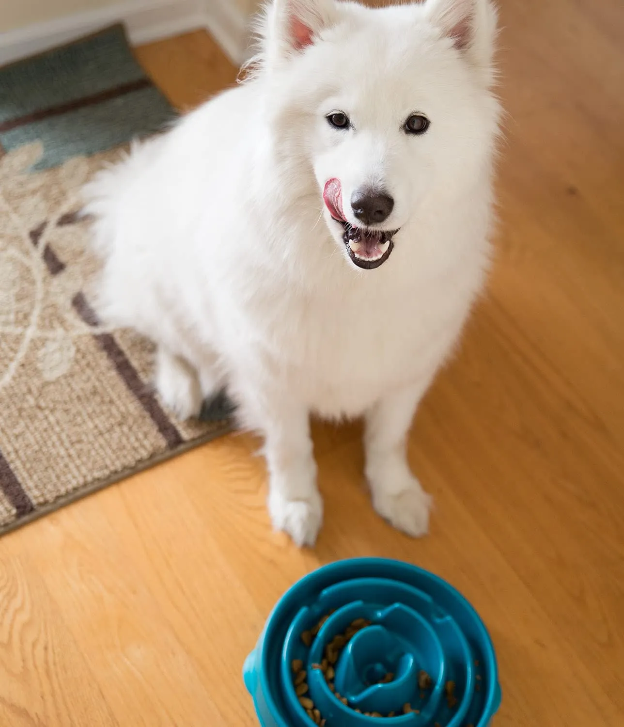 Outward Hound Fun Feeder Slo-Bowl Ciotola Anti-ingozzamento per Cani, Grande, Turchese - immagine 6
