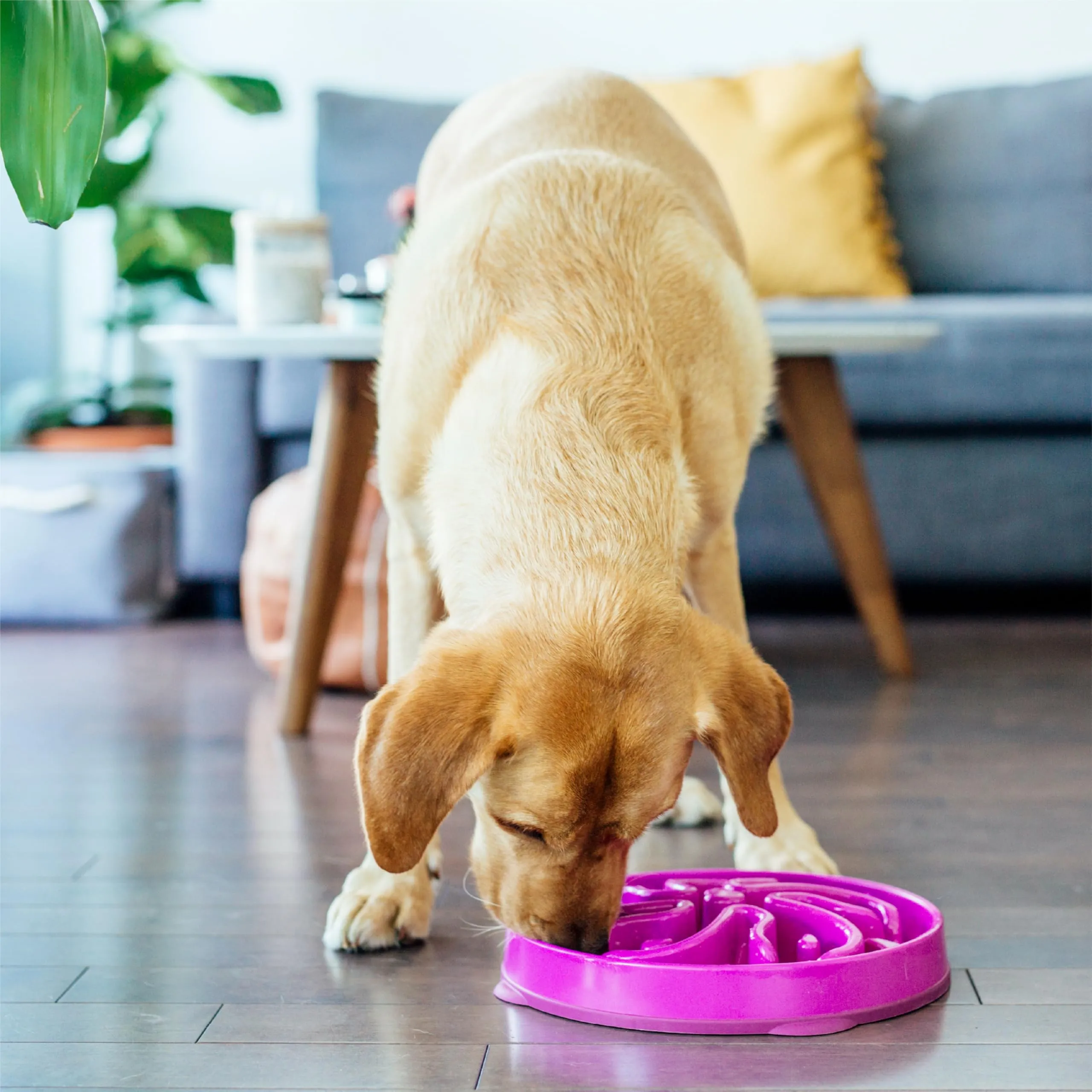 Outward Hound Fun Feeder Slo-Bowl Ciotola Anti-ingozzamento per Cani, Grande, Viola - immagine 6