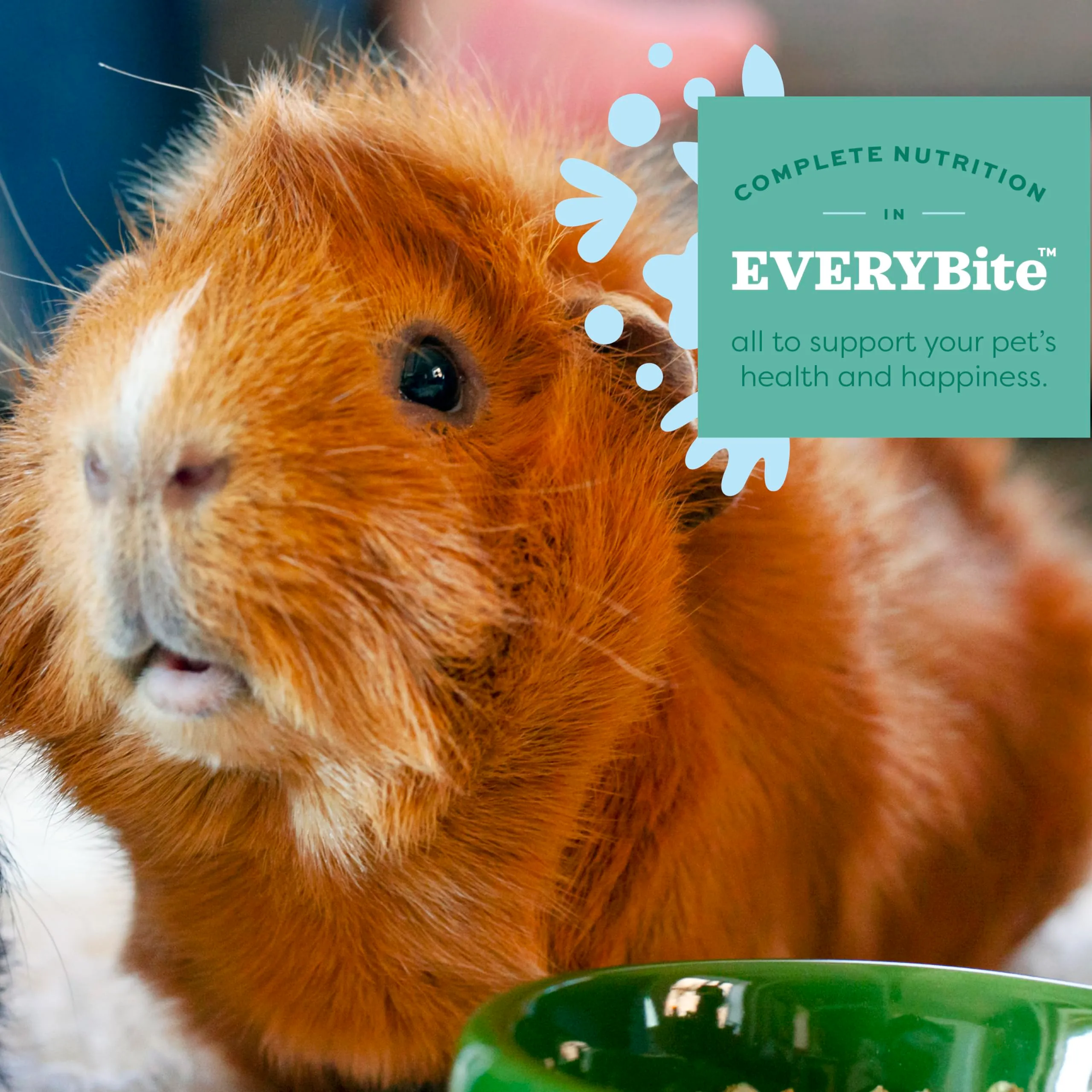 Oxbow Mangime per cavia Adulta, 4.53 kg - immagine 6