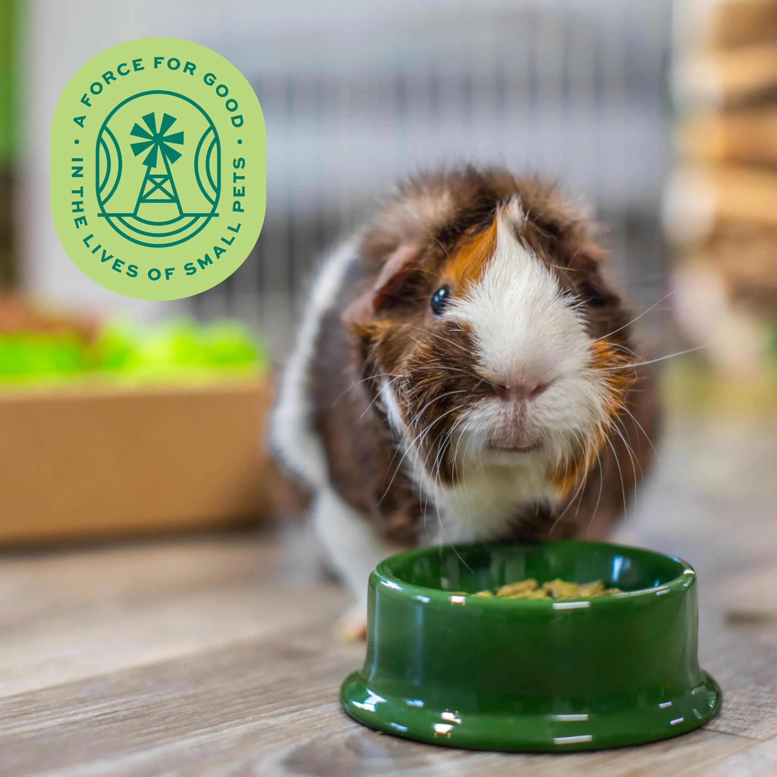 Oxbow Mangime per cavia Adulta, 4.53 kg - immagine 9