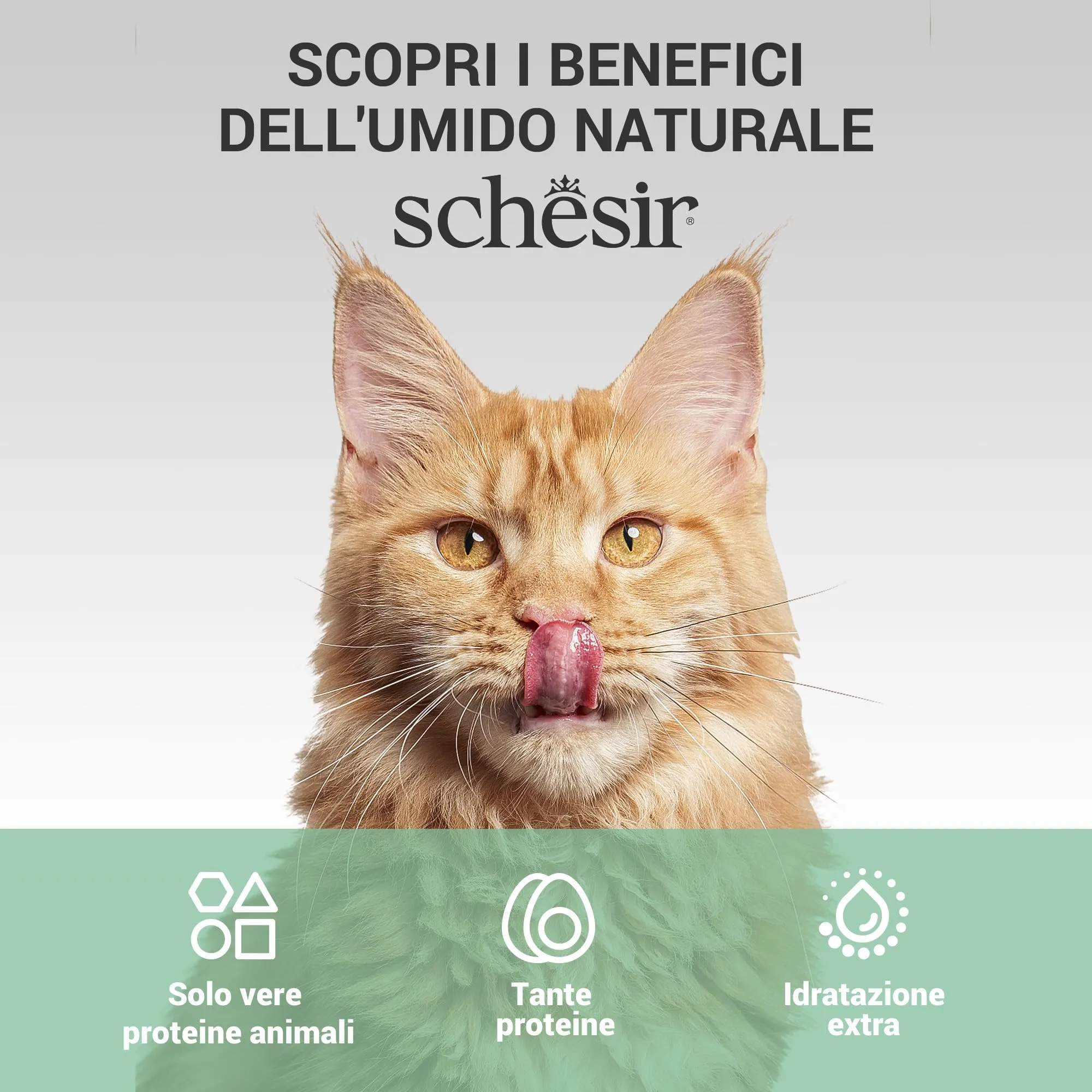 Schesir Alimento Umido Completo per Gatti in Gelatina, Variety Pack, 6 x 85g - immagine 4