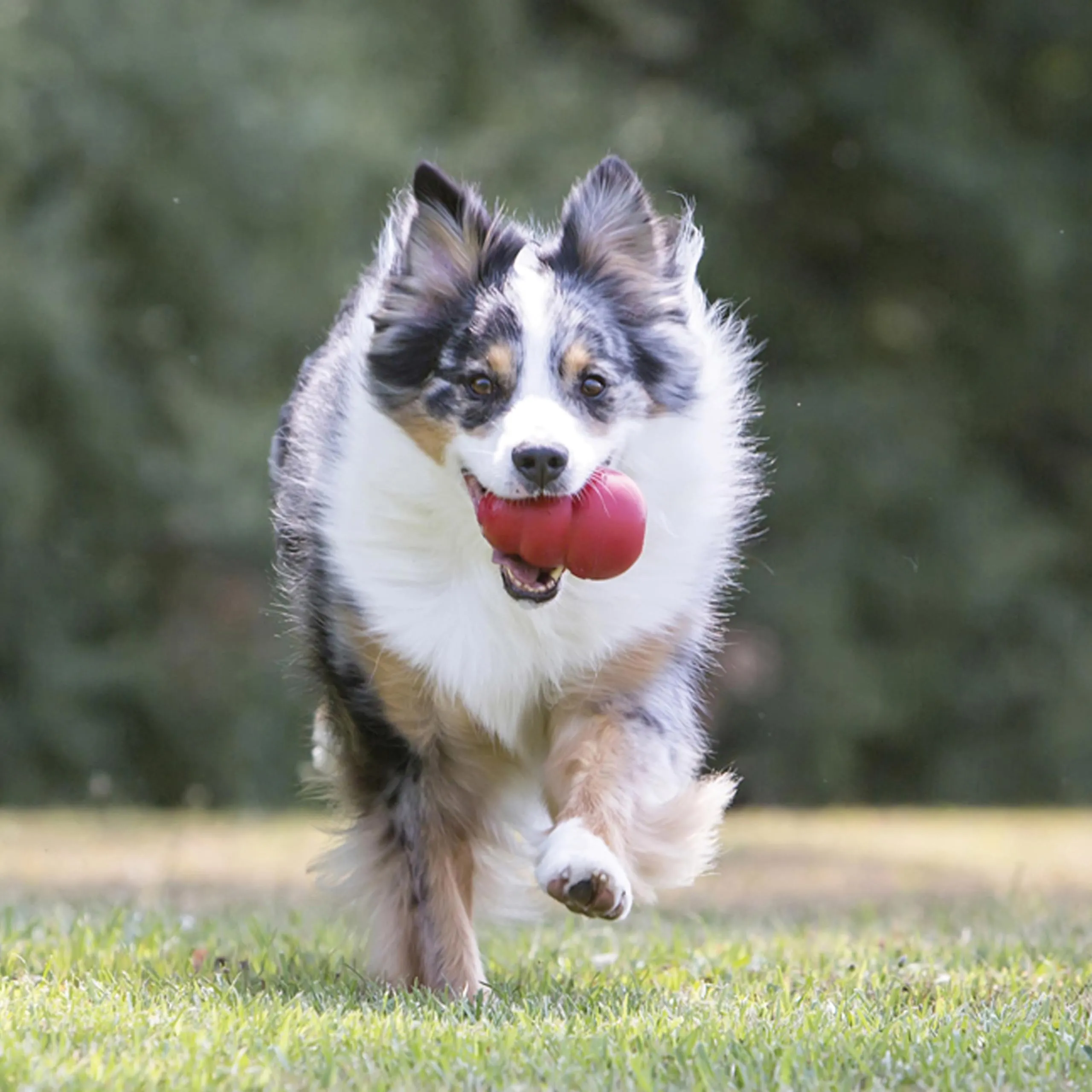 KONG Classic Giocattolo da Masticare Riempibile per Cani, Taglia XXL - immagine 2