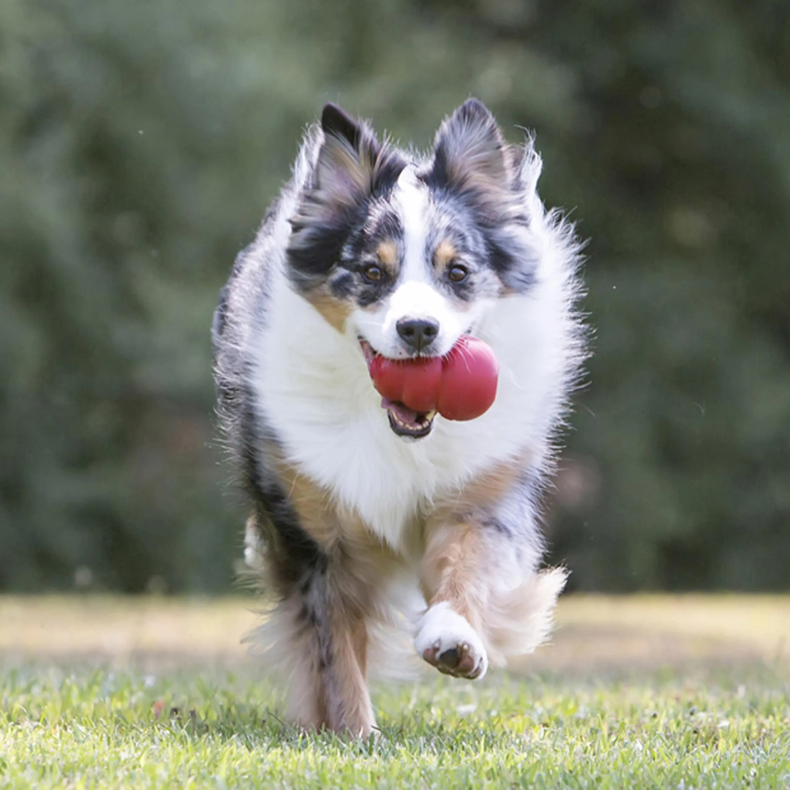 KONG Classic Giocattolo da Masticare Riempibile per Cani, Taglia Piccola - immagine 2