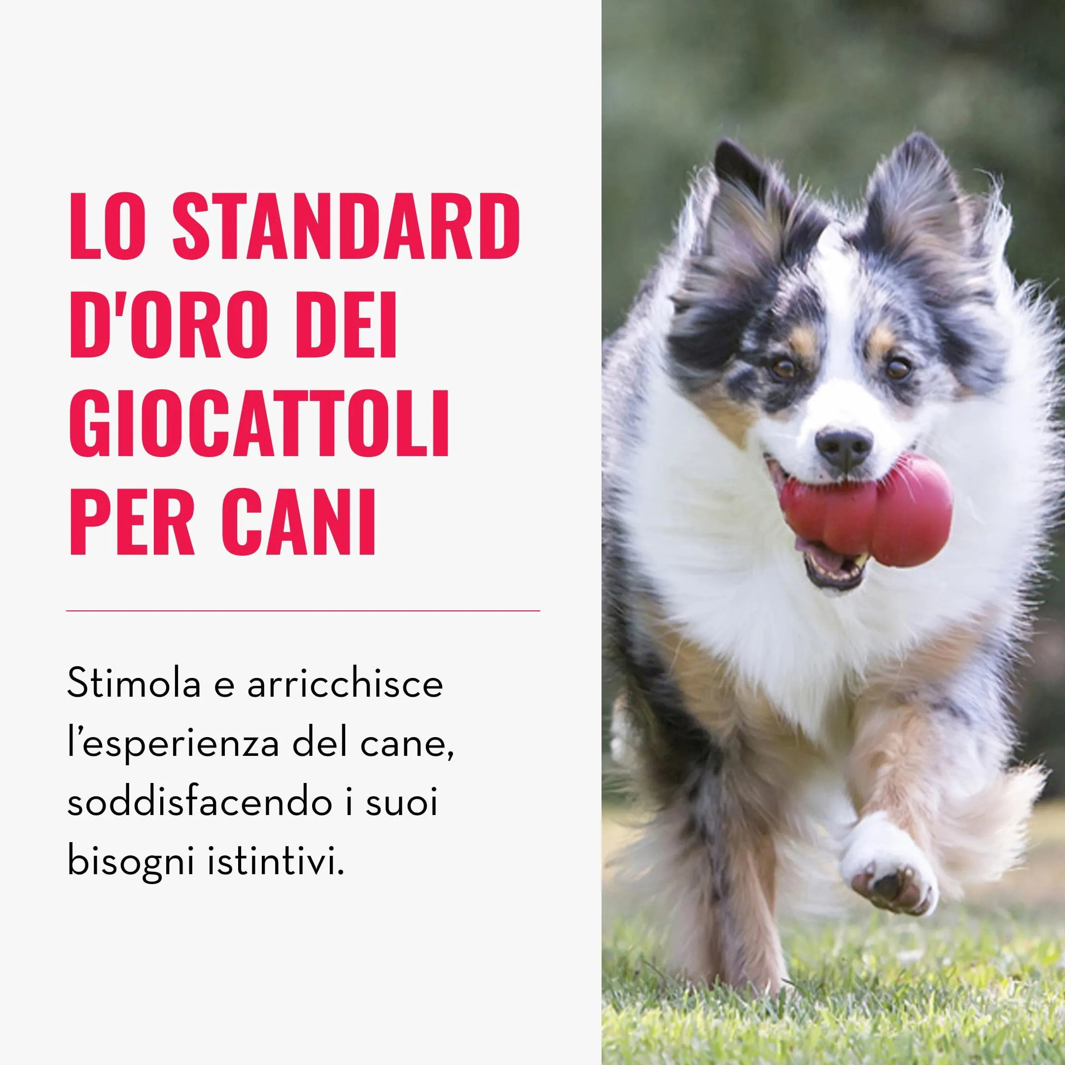 KONG Classic Giocattolo da Masticare Riempibile per Cani, Taglia Piccola - immagine 3