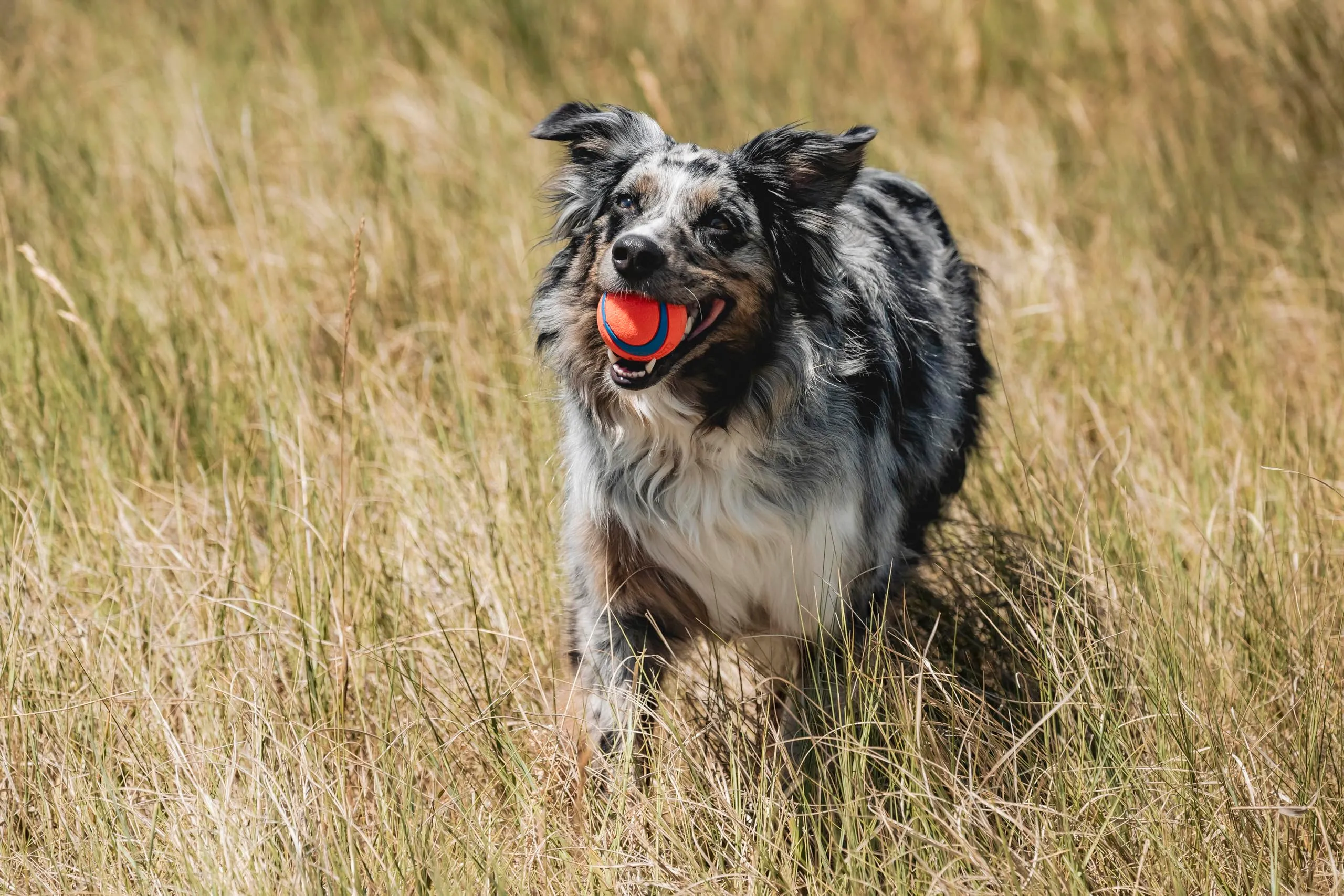 Chuckit Ultra Ball Cane, Multicolore, M (Confezione da 2) - immagine 2