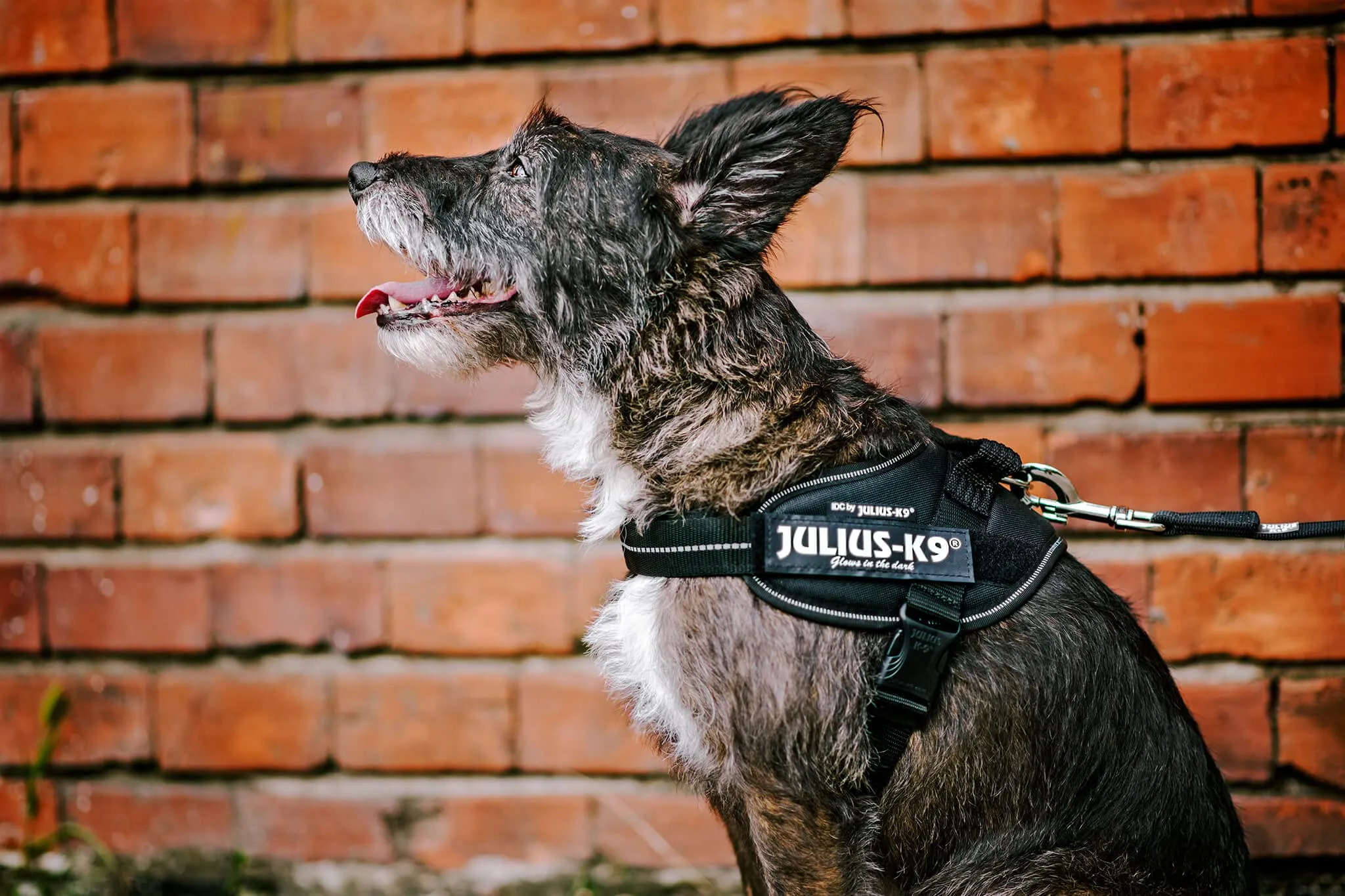 Julius-K9 Pettorina IDC Power, S/Mini, Nero - immagine 5