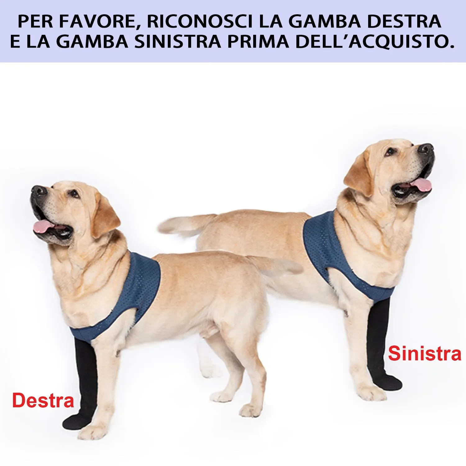 COODEO Calzini Protettivi per Cani Antileccatura con Suola Antiscivolo, Impermeabili (Blu, M_Sinistra) - immagine 4