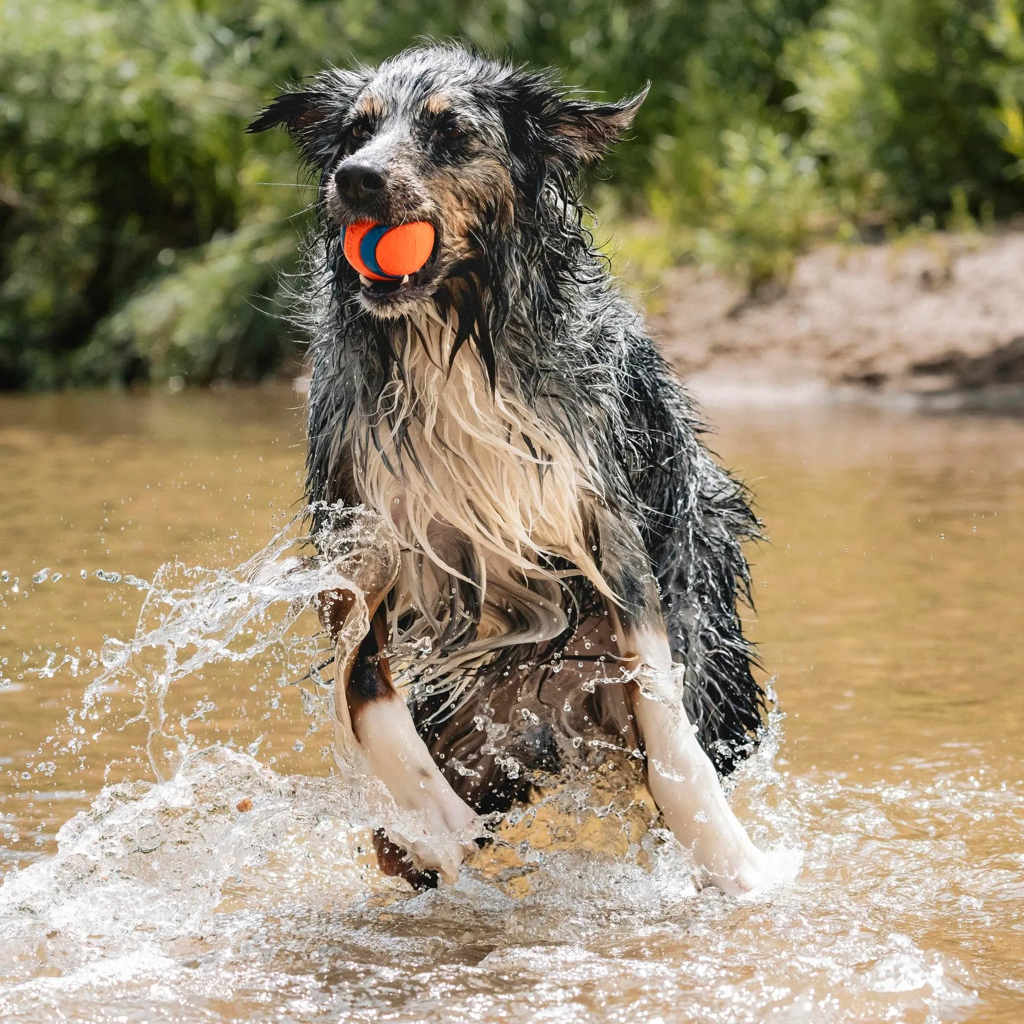 Chuckit! Cane Ultra Ball, L - immagine 3