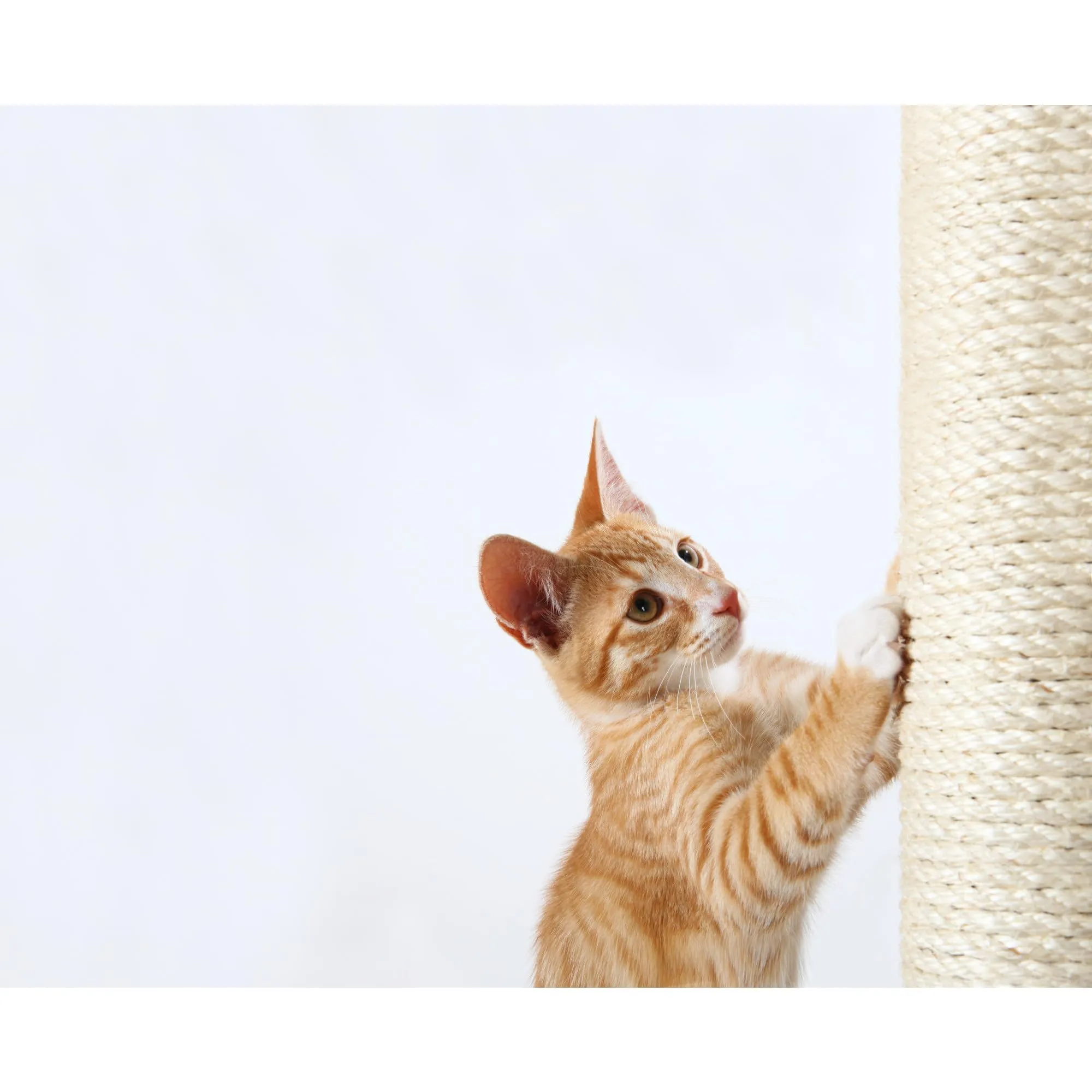 Trixie 43994 Ricambio Tiragraffi in Sisal, ø 9 × 70 cm, Naturale - immagine 2