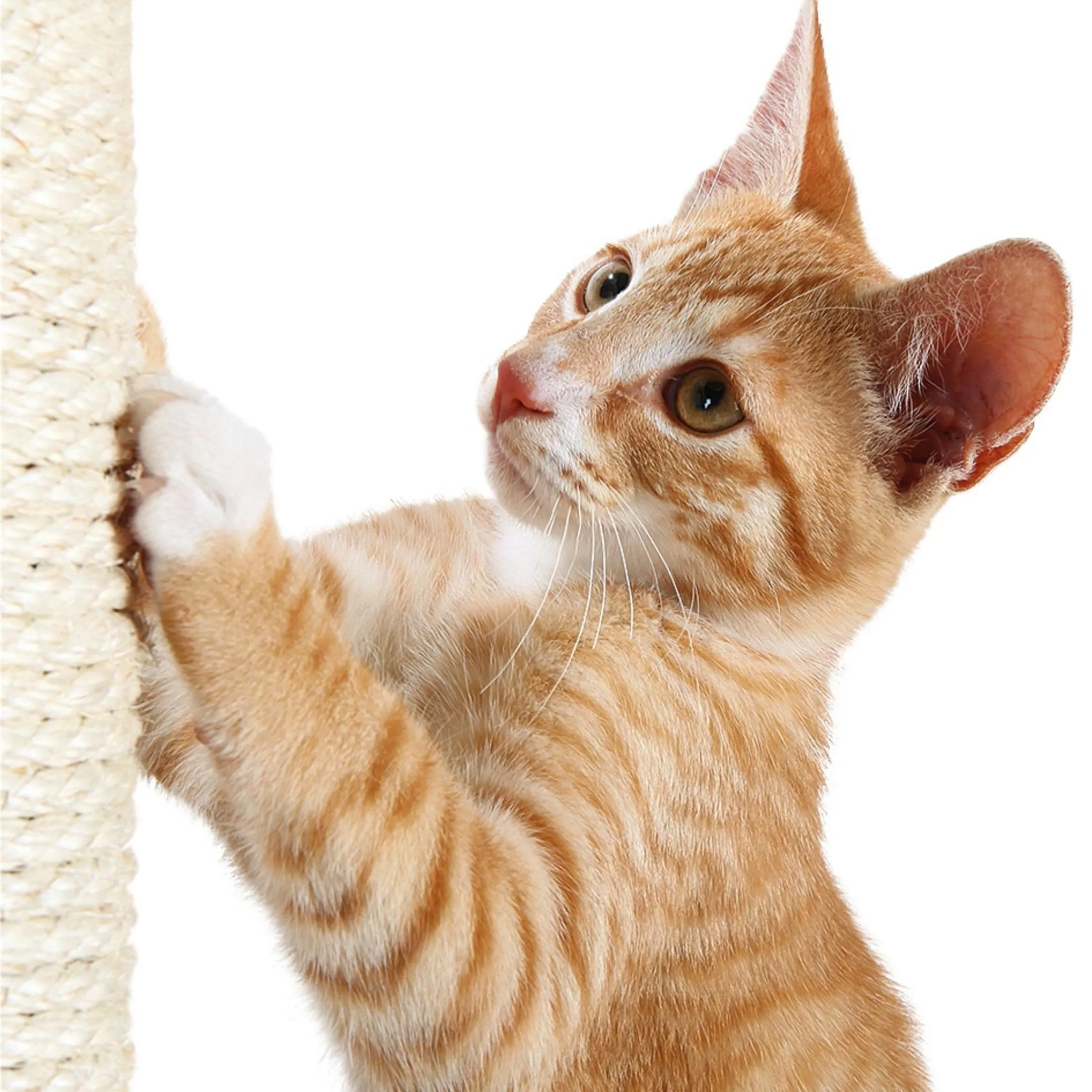 TRIXIE Tronco di ricambio in sisal per tiragraffi gatti – ø 9 × 40 cm - immagine 6