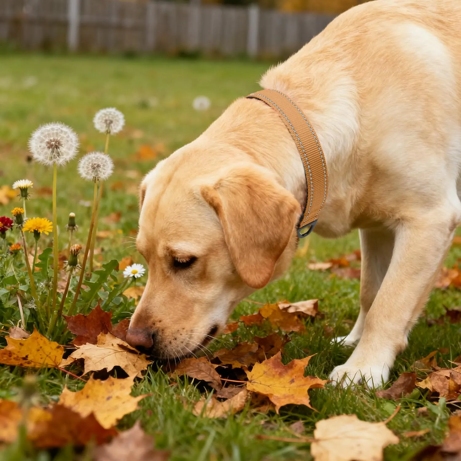 Taglory Collare per Cani in Nylon Imbottito, Riflettente e Regolabile, Taglia L, Marrone - immagine 2