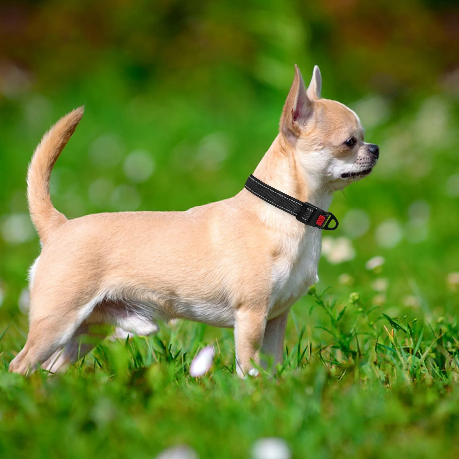 Taglory Collare per Cani in Nylon Imbottito Riflettente, Nero, XS - immagine 2