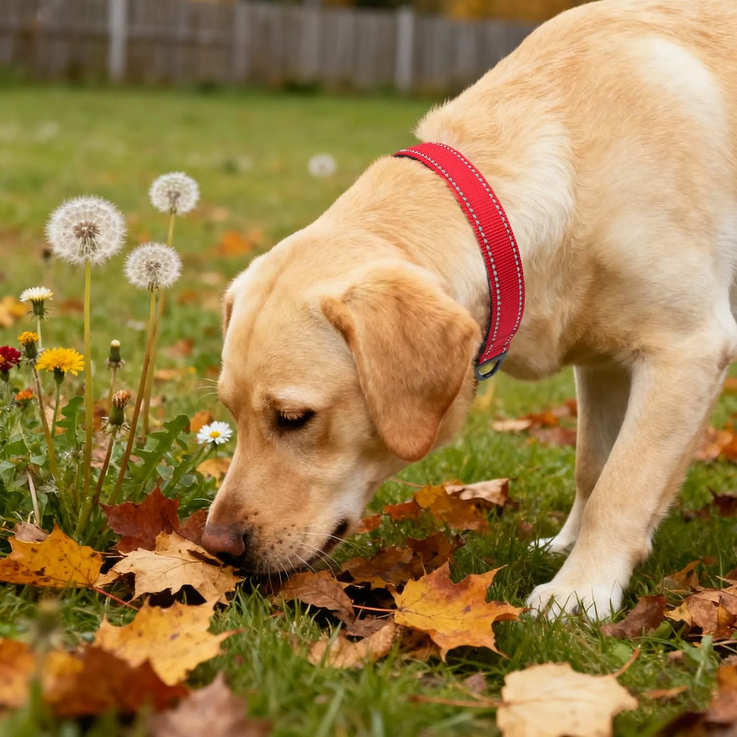 Taglory Collare per Cani in Nylon Imbottito, Regolabile e Riflettente, Taglia L, Rosso - immagine 2