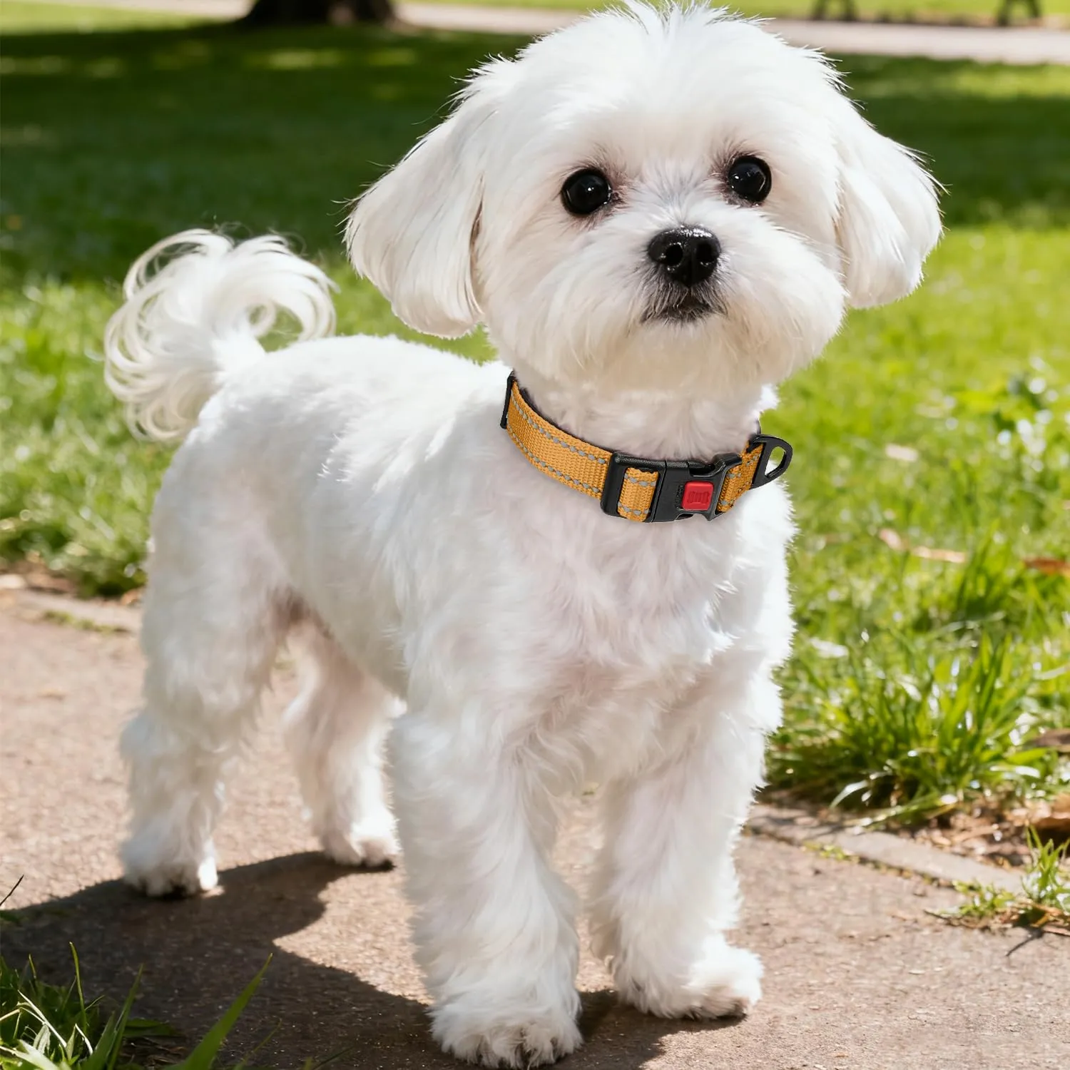 Taglory Collare per Cani in Nylon Imbottito Riflettente, Taglia S, Marrone - immagine 2