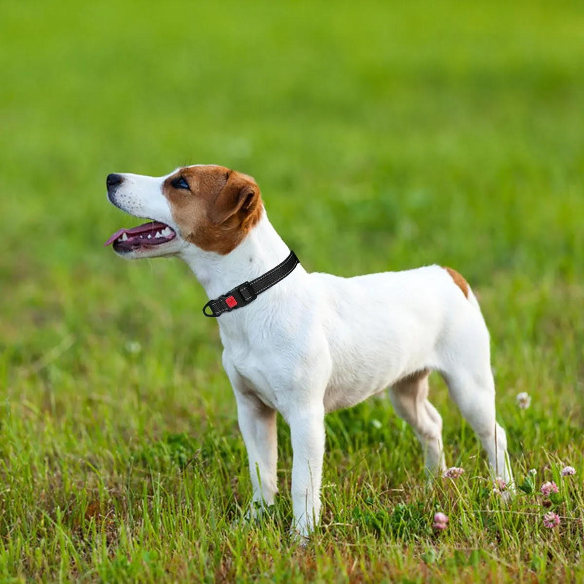 Taglory Collare per Cani in Nylon Imbottito, Regolabile e Riflettente, Nero, Taglia S - immagine 2