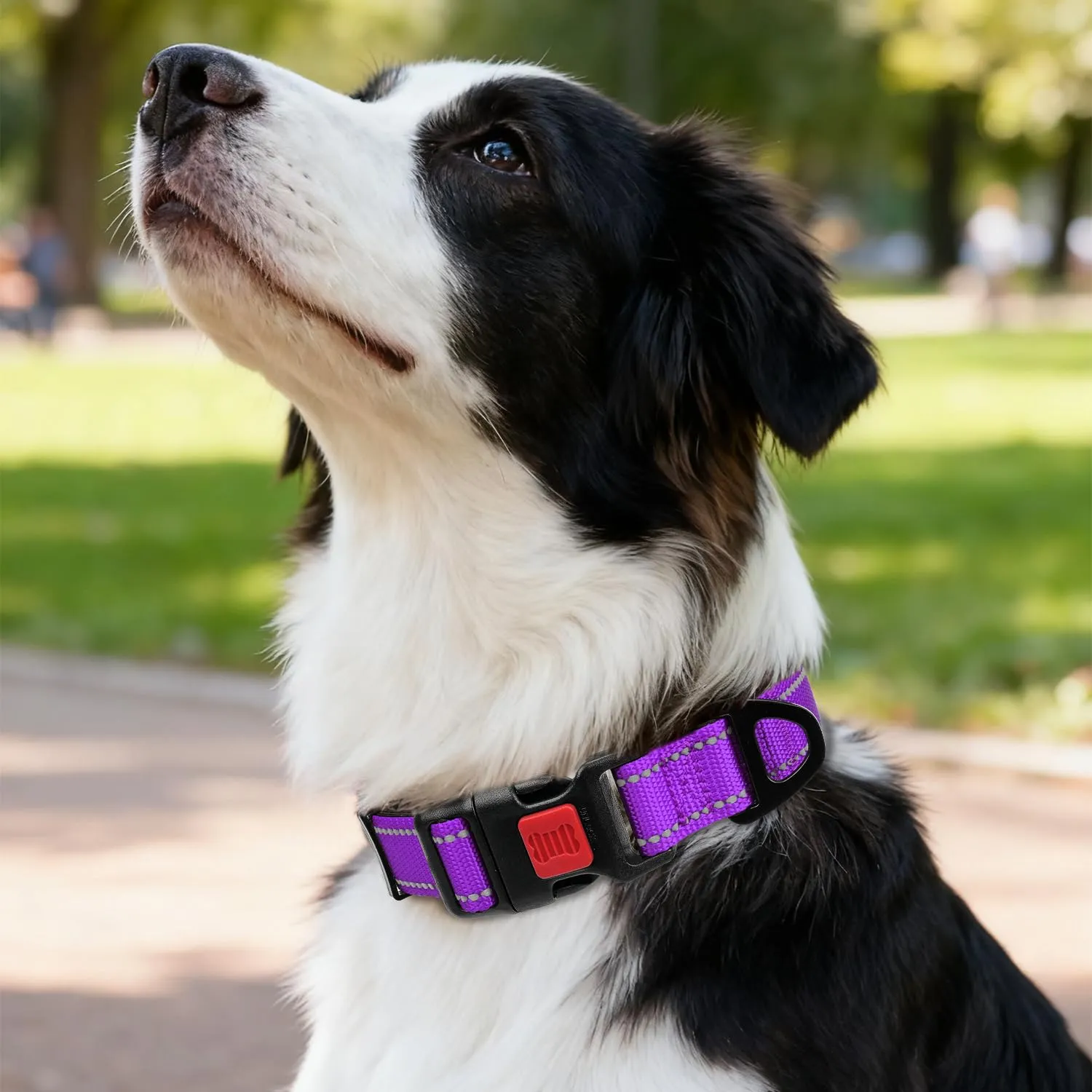 Taglory Collare per Cani in Nylon Imbottito, Riflettente e Regolabile, Taglia Media, Viola - immagine 2