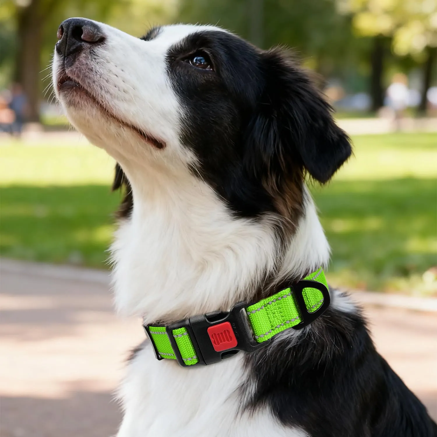Taglory Collare per Cani in Nylon Imbottito, Riflettente e Regolabile, Taglia M, Verde - immagine 2