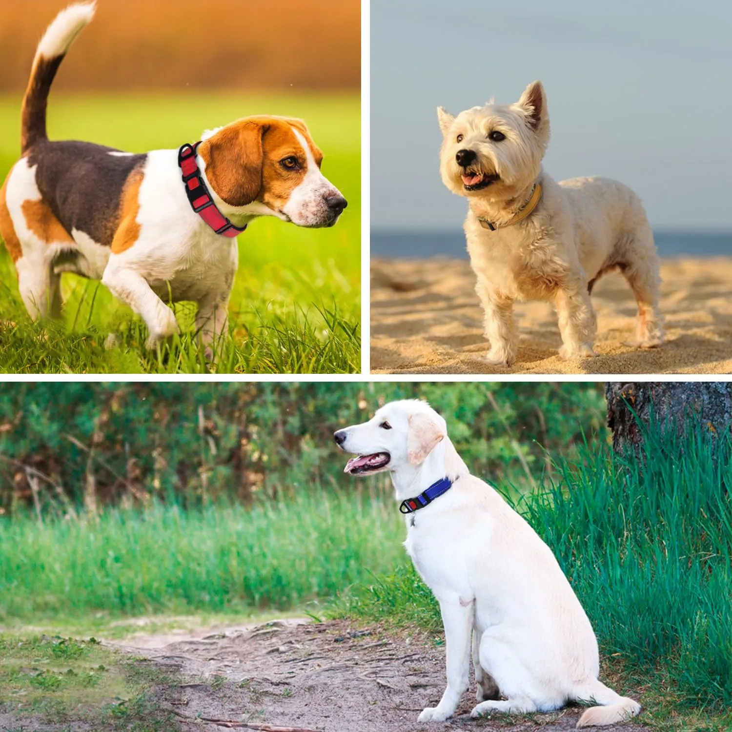 Taglory Collare per Cani in Nylon Imbottito, Riflettente e Regolabile, Taglia M, Verde - immagine 7