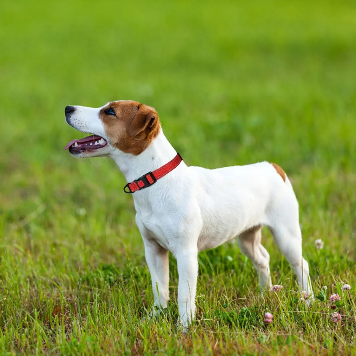 Taglory Collare per Cani in Nylon Imbottito, Regolabile e Riflettente, Taglia S, Rosso - immagine 2